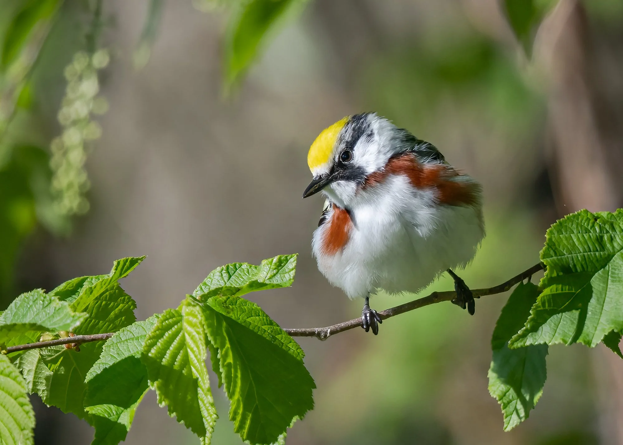 Chestnut Sided Warbler - Minnesota