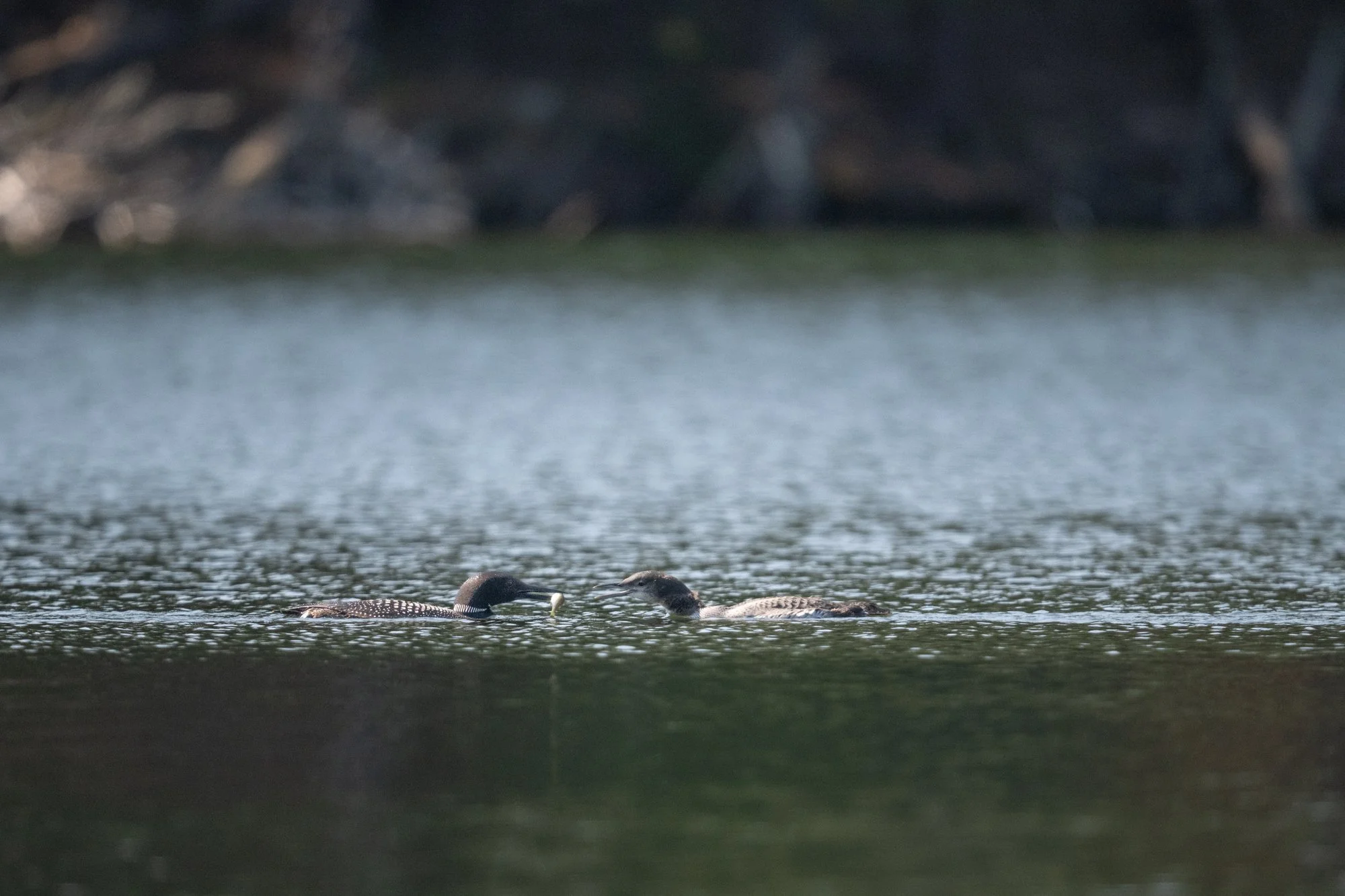 Common Loons Feeding - Minnesota