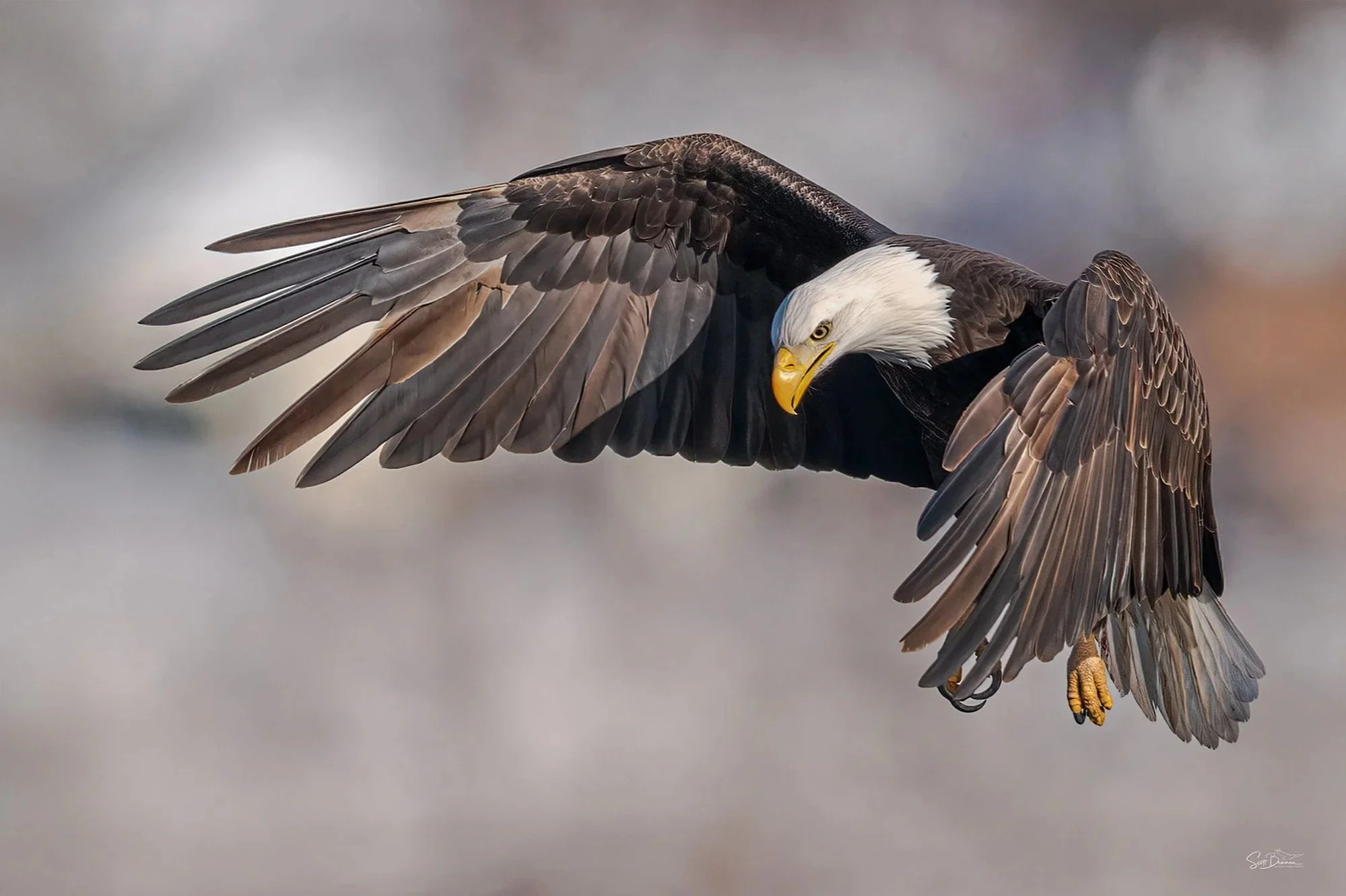 Bald Eagle - Minnesota