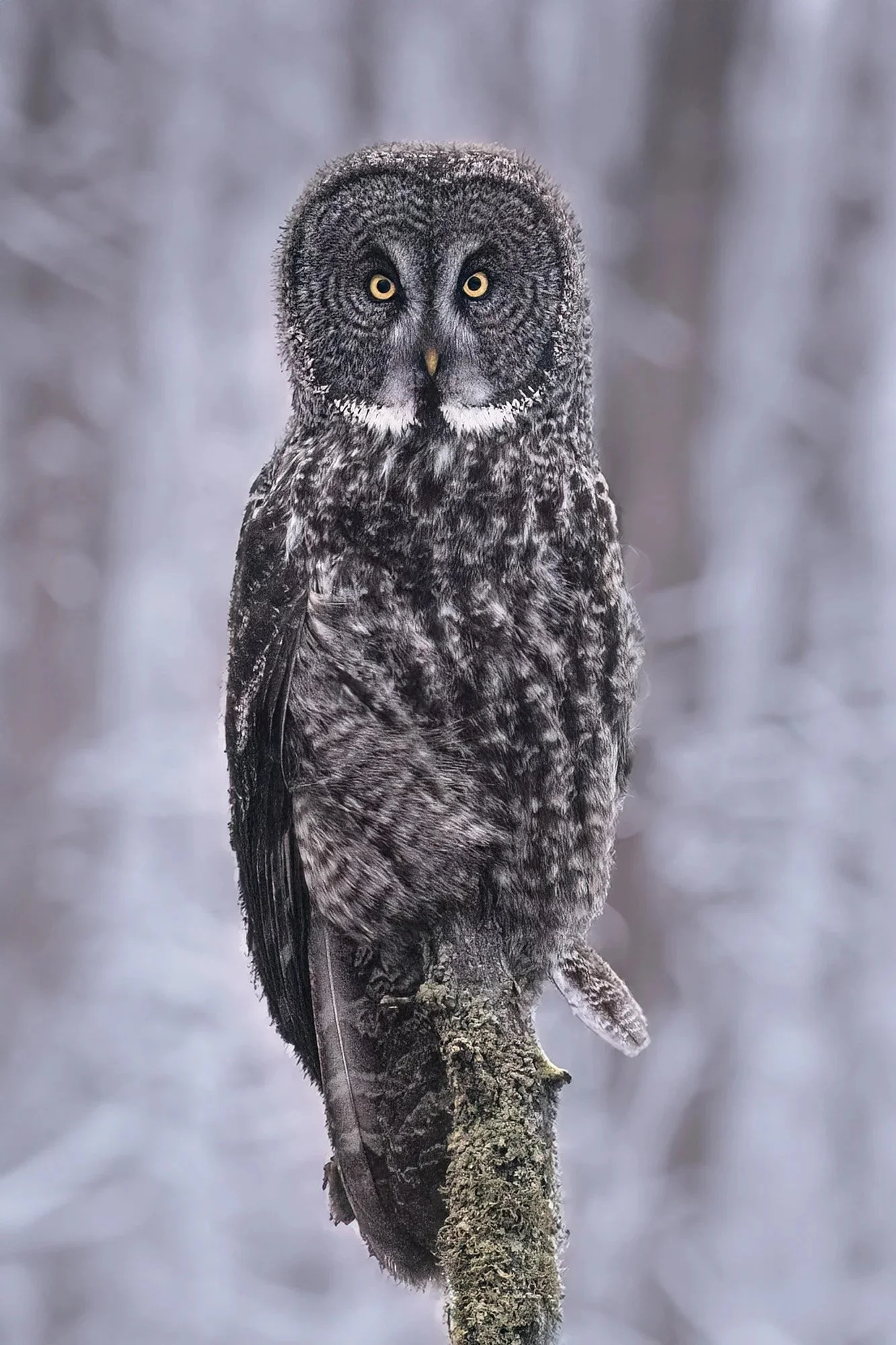Great Gray Owl - Minnesota