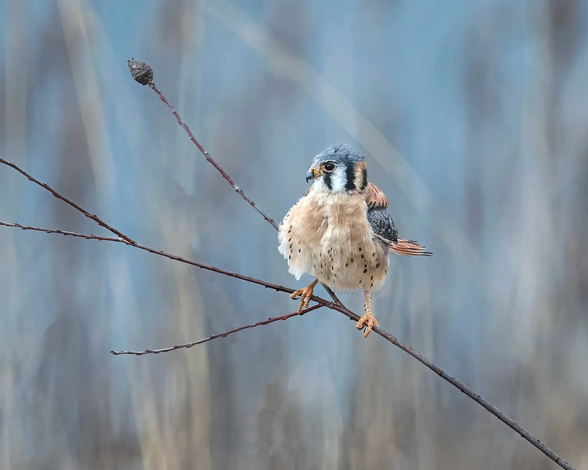 American Kestrel Falcon - Minnesota