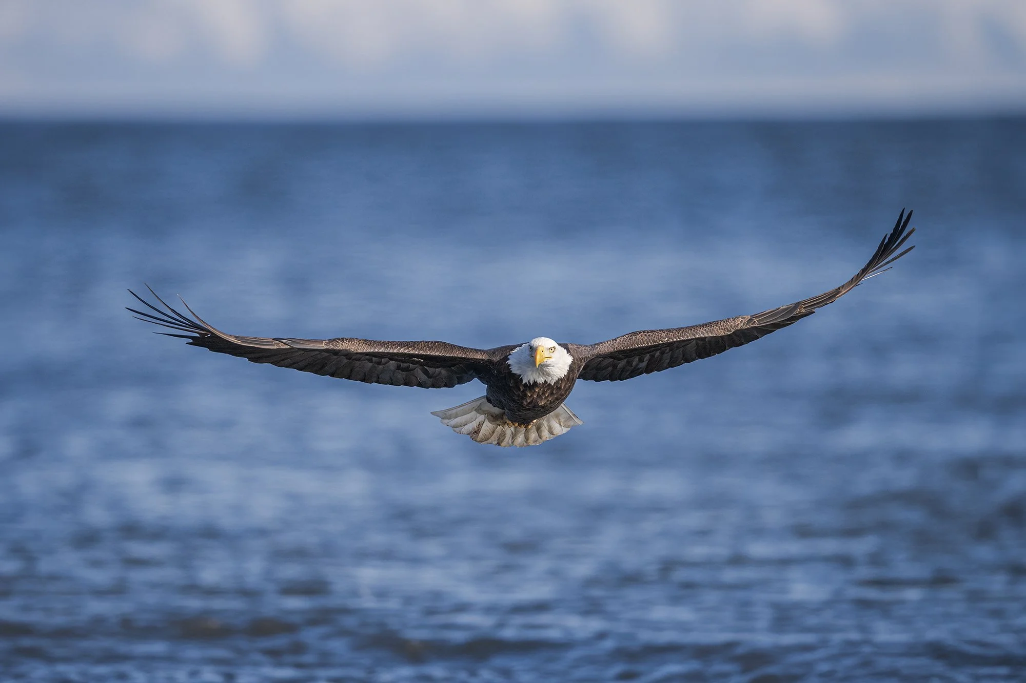 Bald Eagle - Minnesota