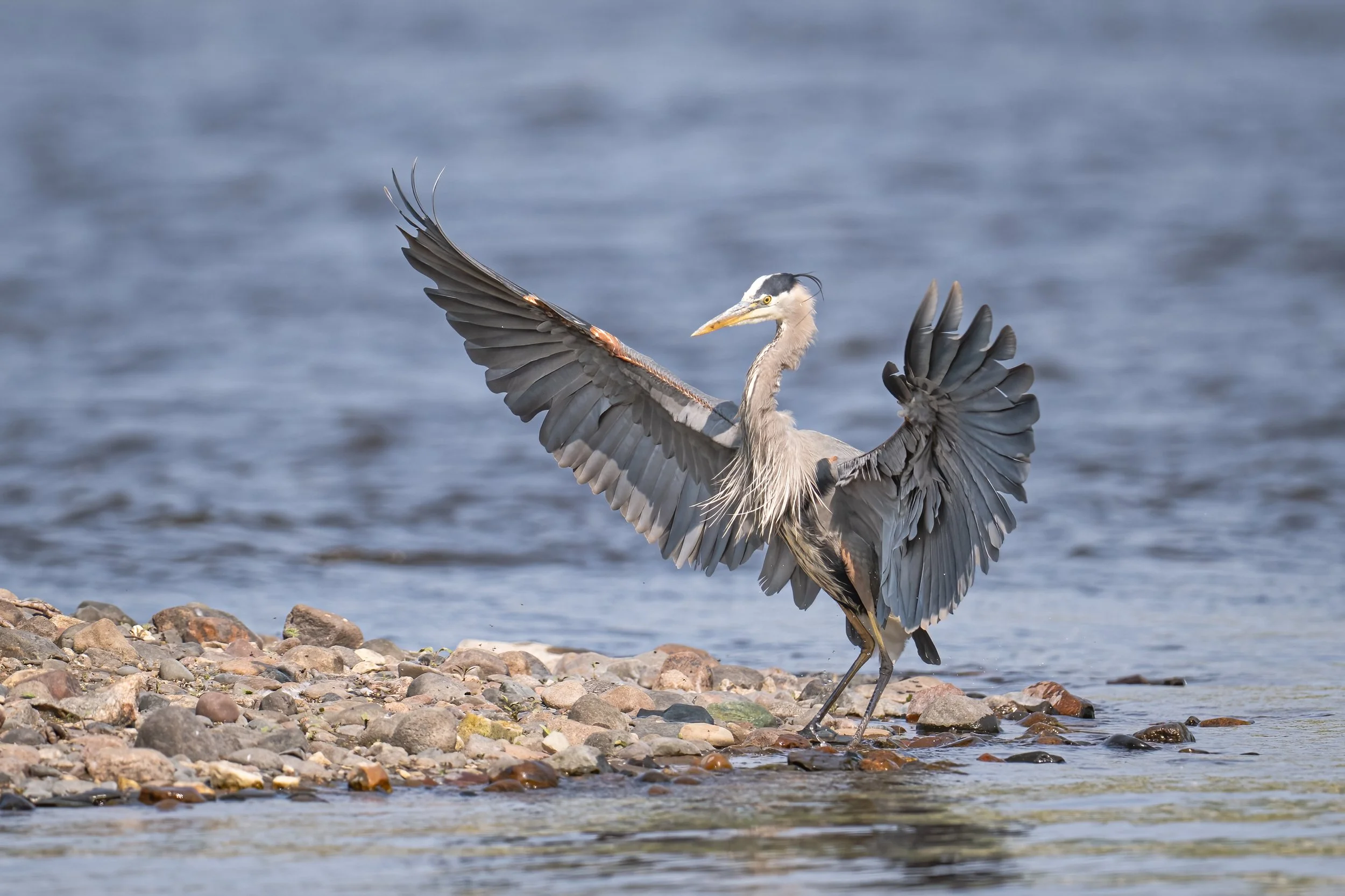 Great Blue Heron - Minnesota