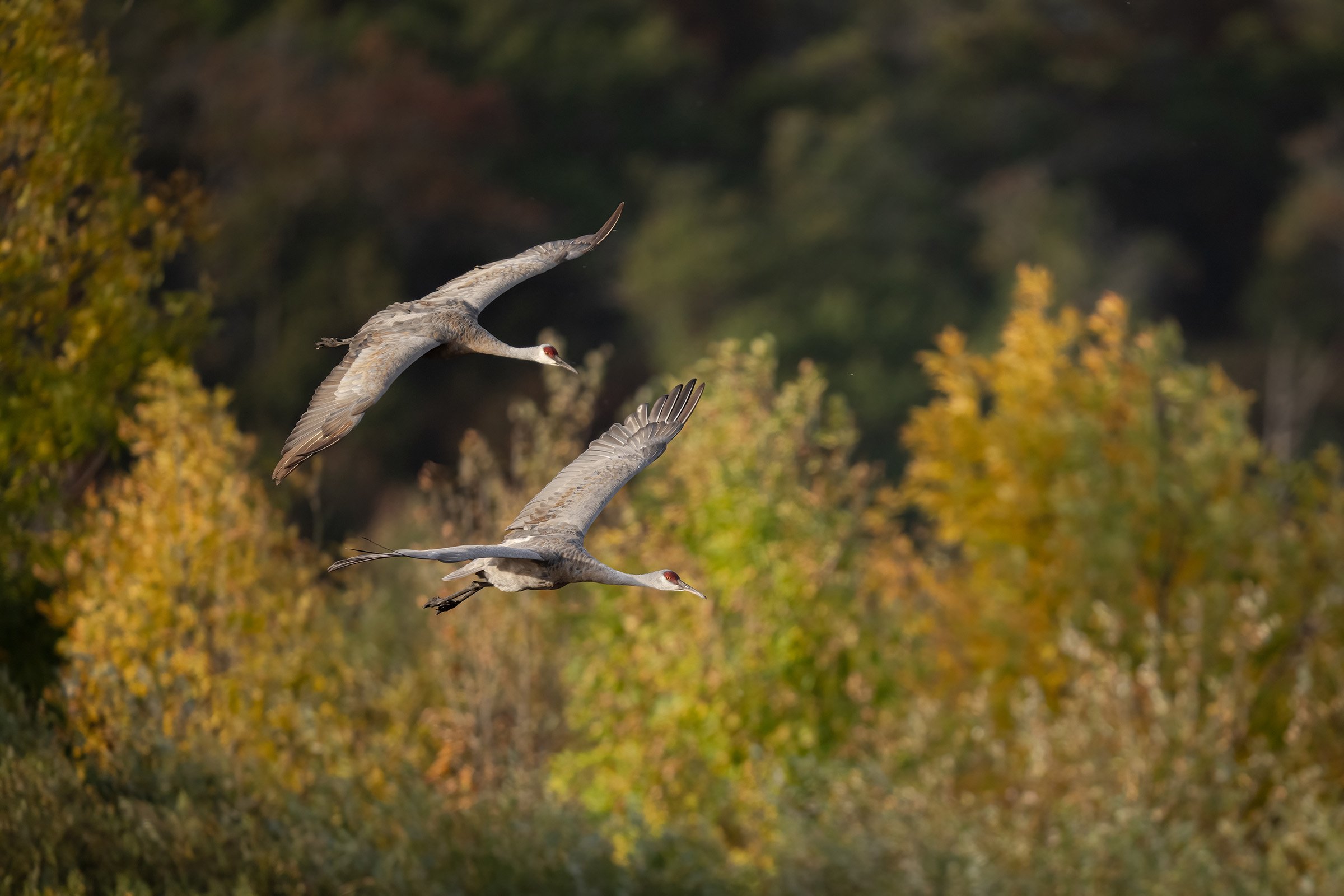 Sandhill Crane - Minnesota