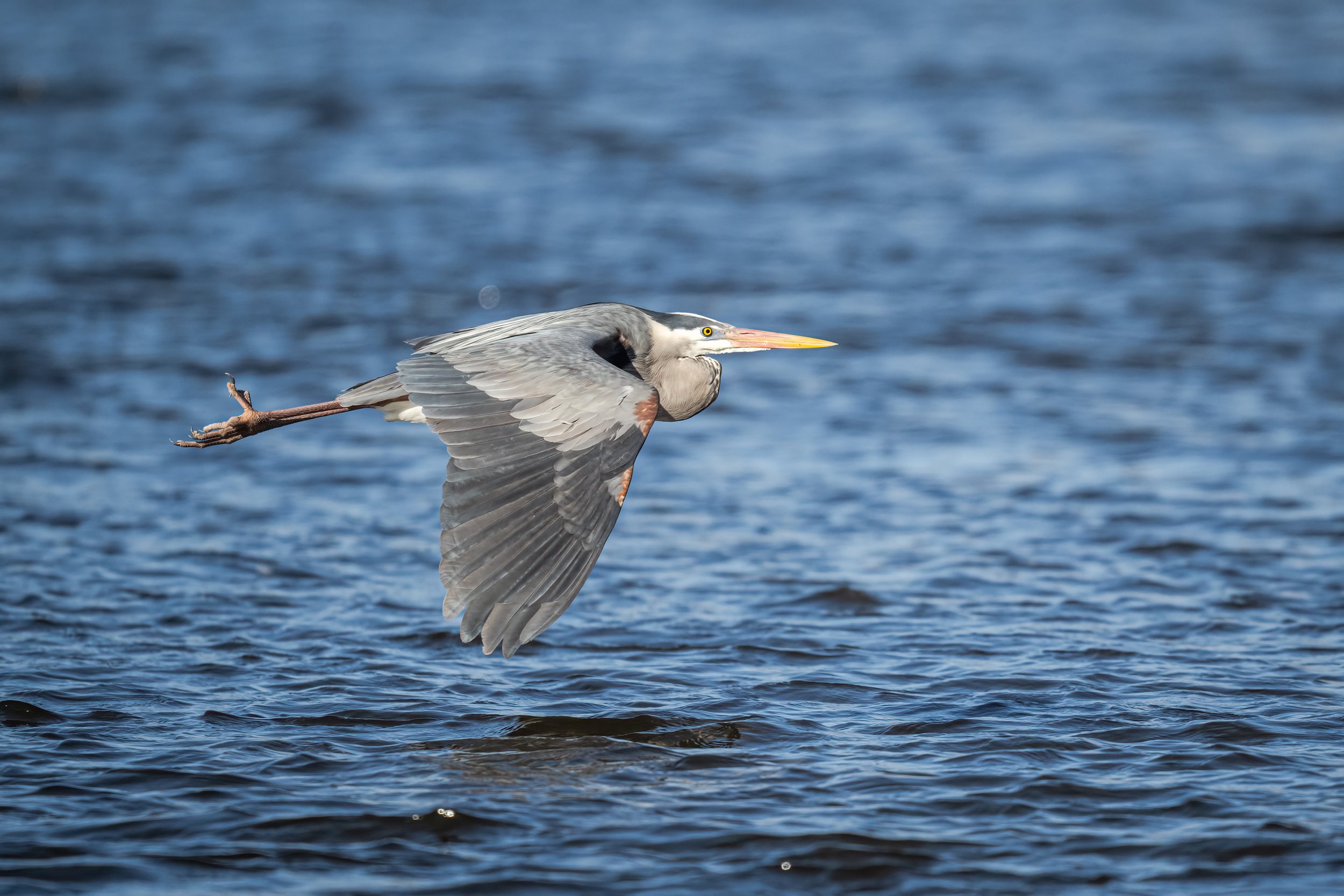 Great Blue Heron - Minnesota