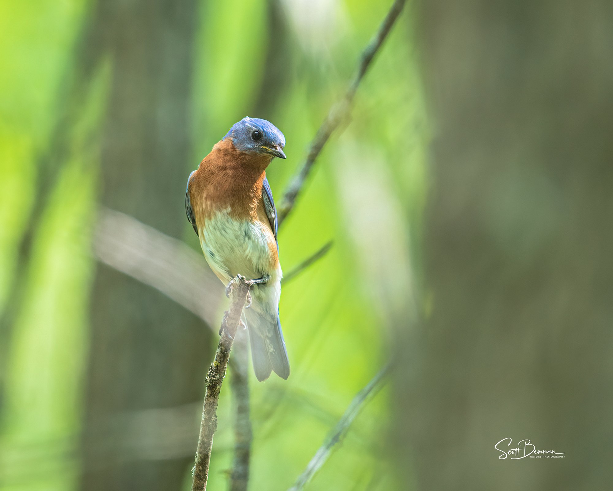 Eastern Bluebird - Minnesota