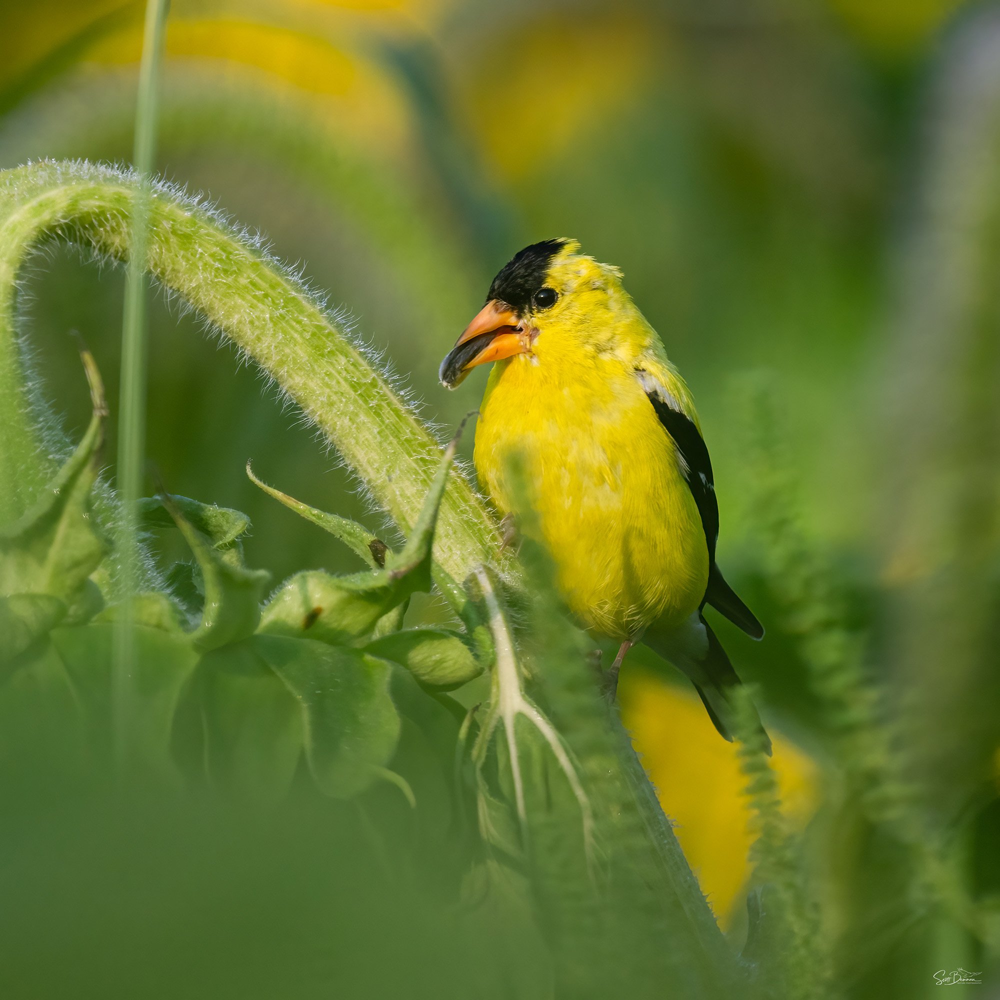 Goldfinch - Minnesota