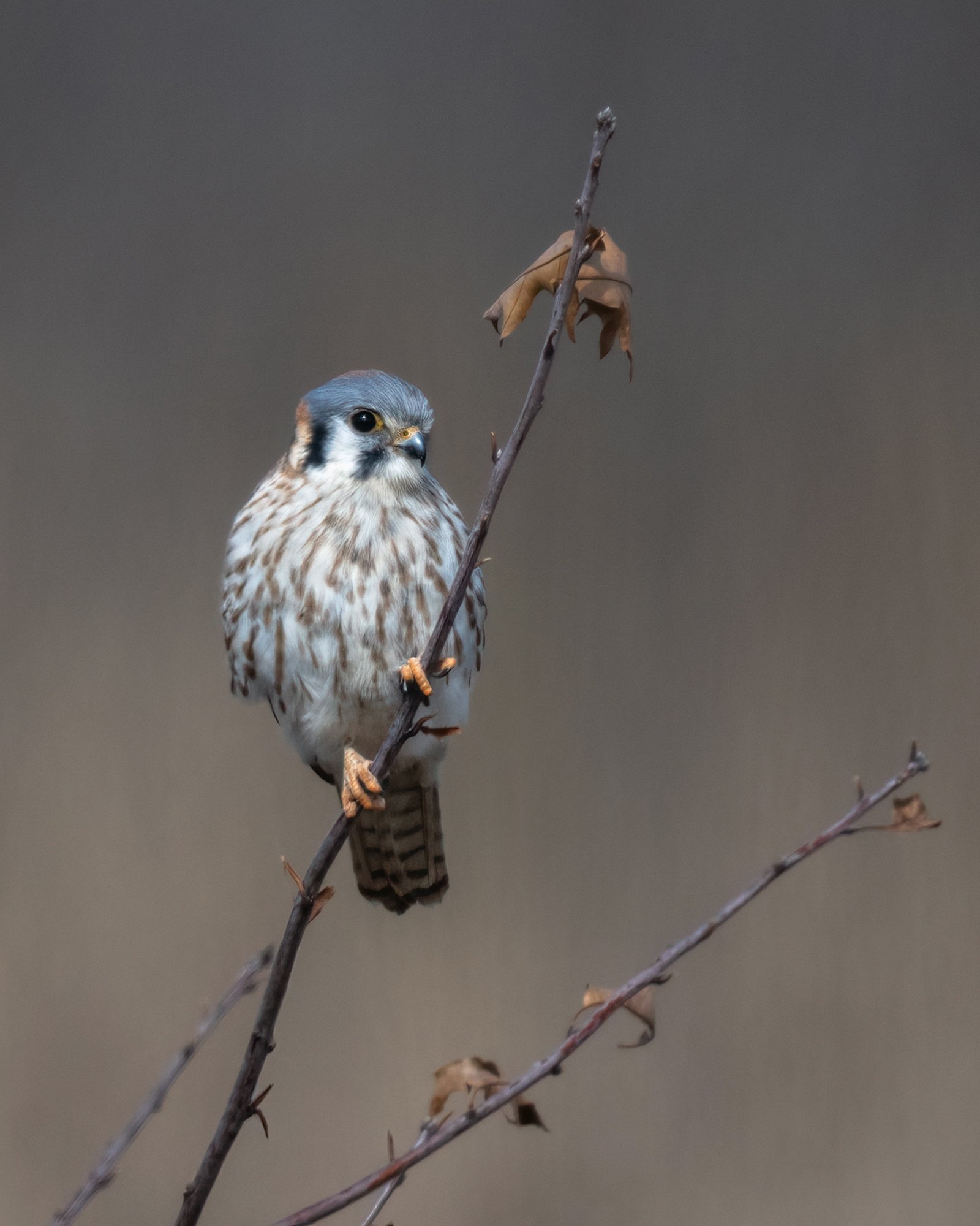 American Kestrel Falcon - Minnesota