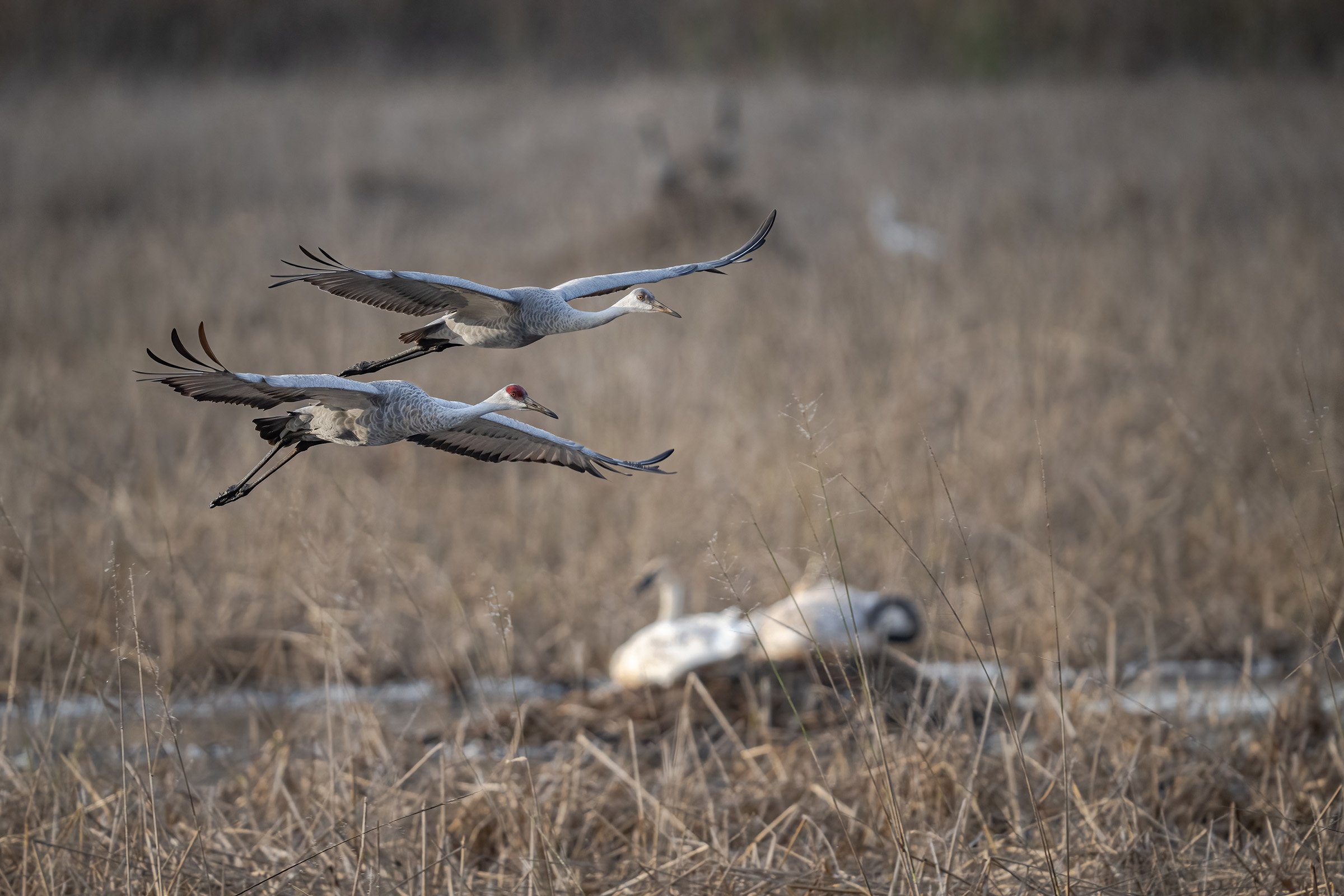 Sandhill Crane - Minnesota