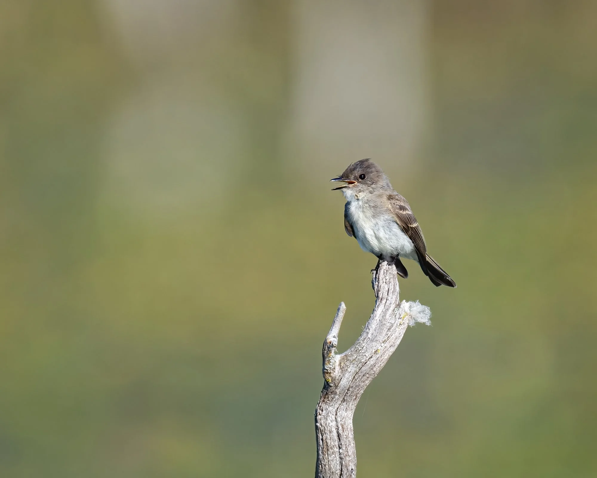 Eastern Phoebe - Minnesota