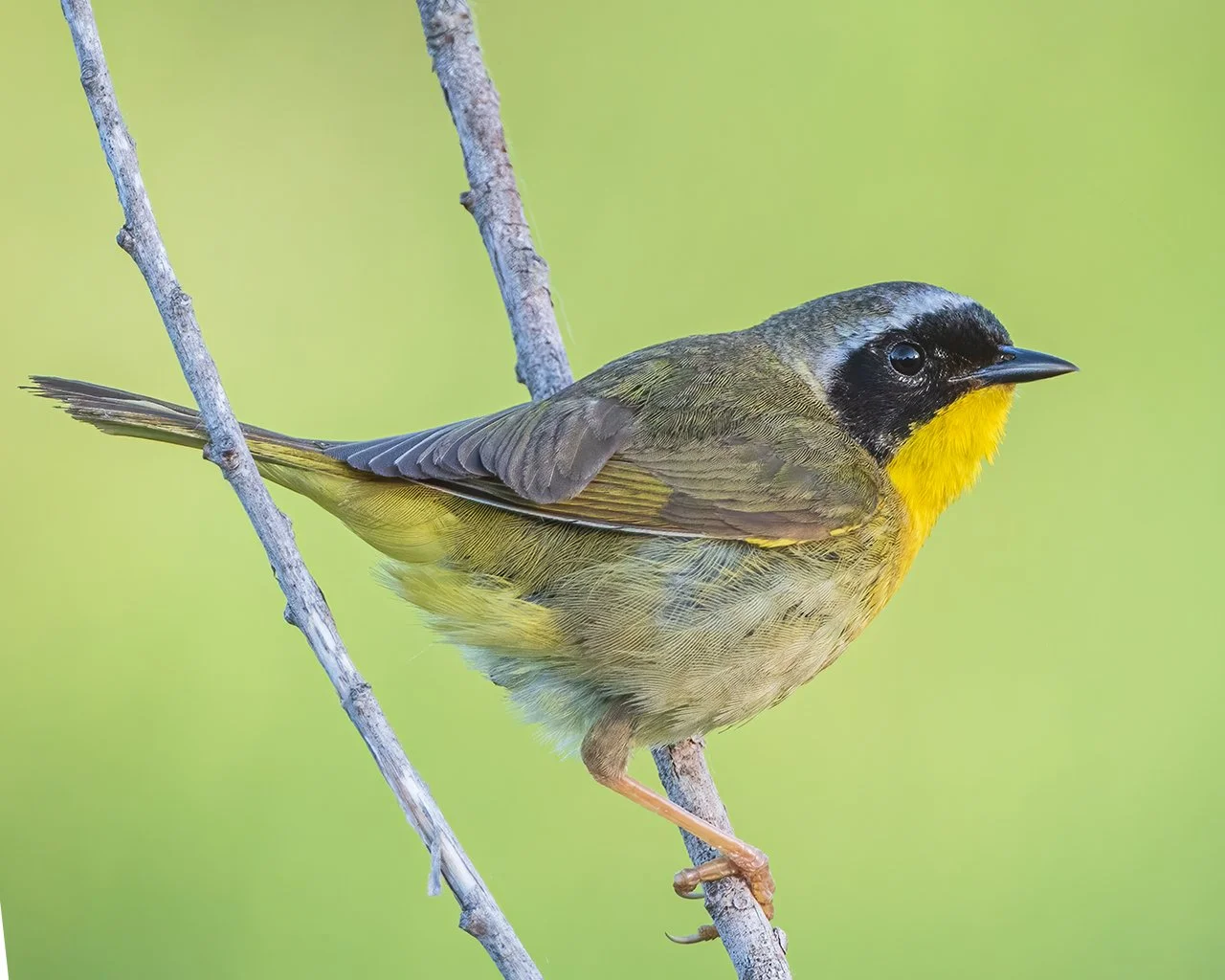 Yellowthroat Warbler - Minnesota