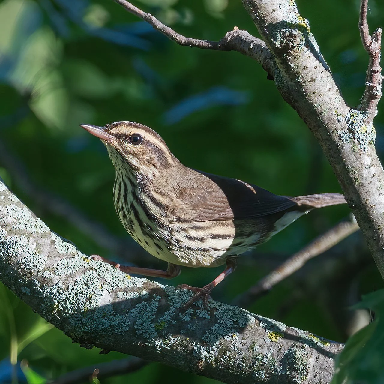 Northern Waterthrush Warbler - Minnesota