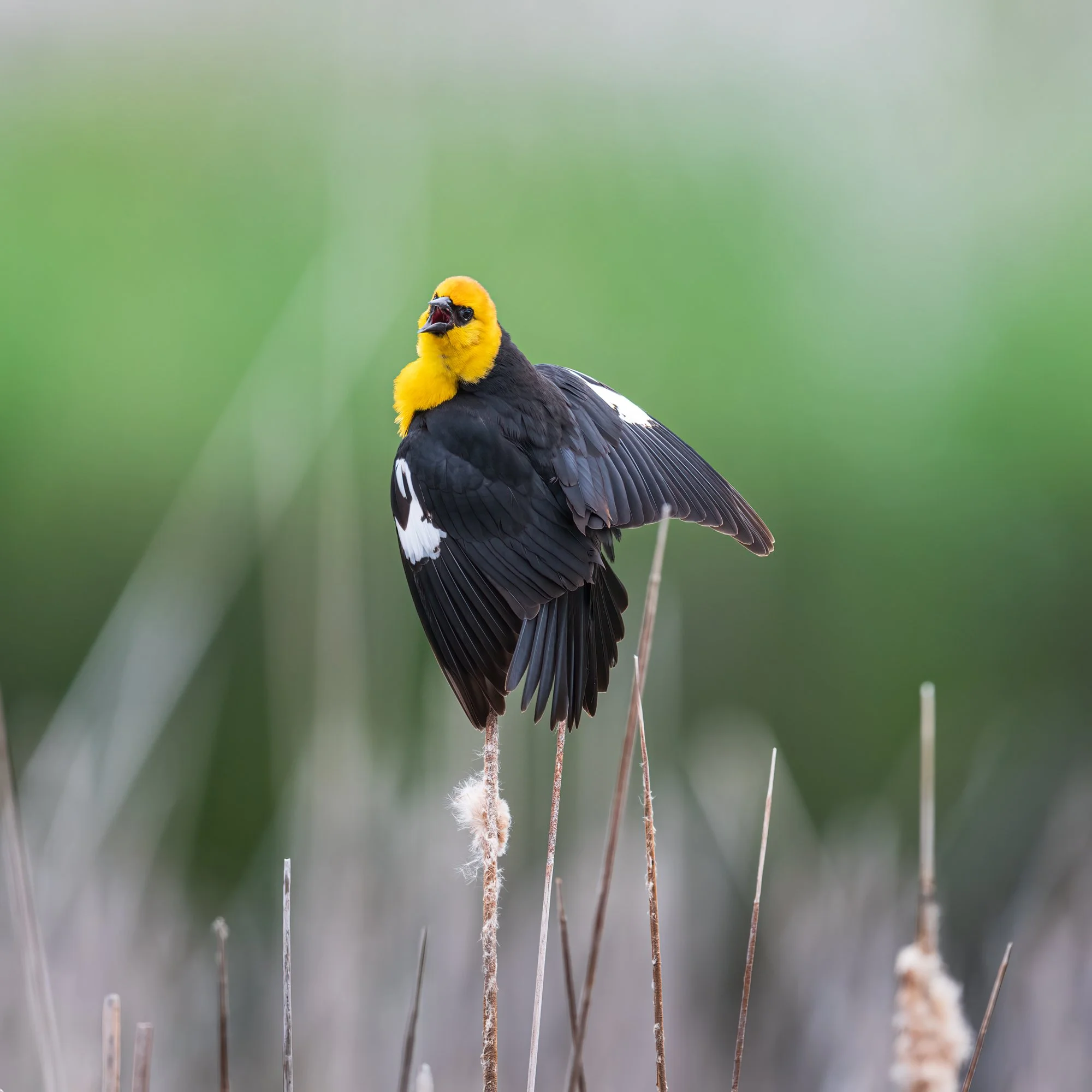 Yellow-headed Blackbird - Minnesota