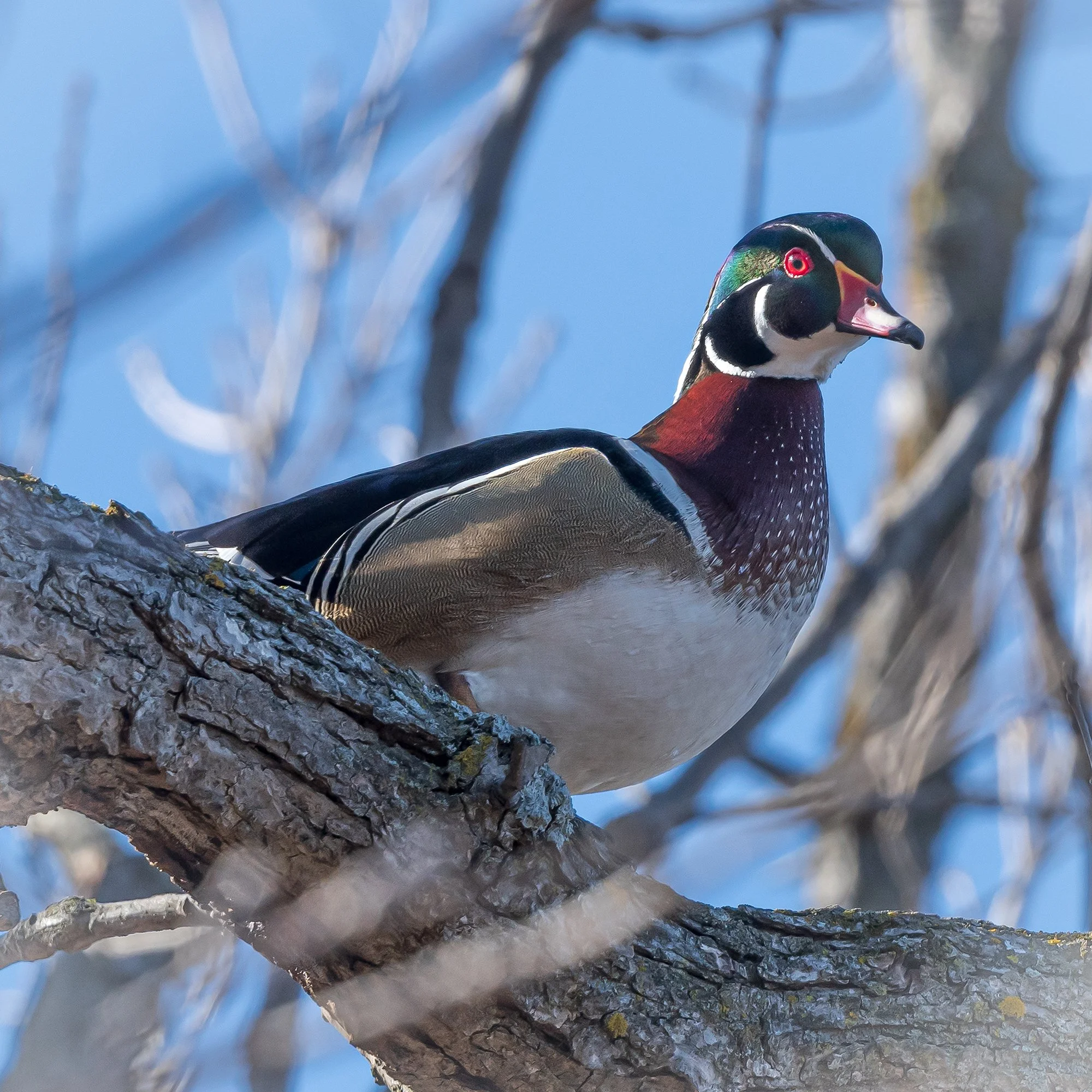 Wood Duck - Minnesota