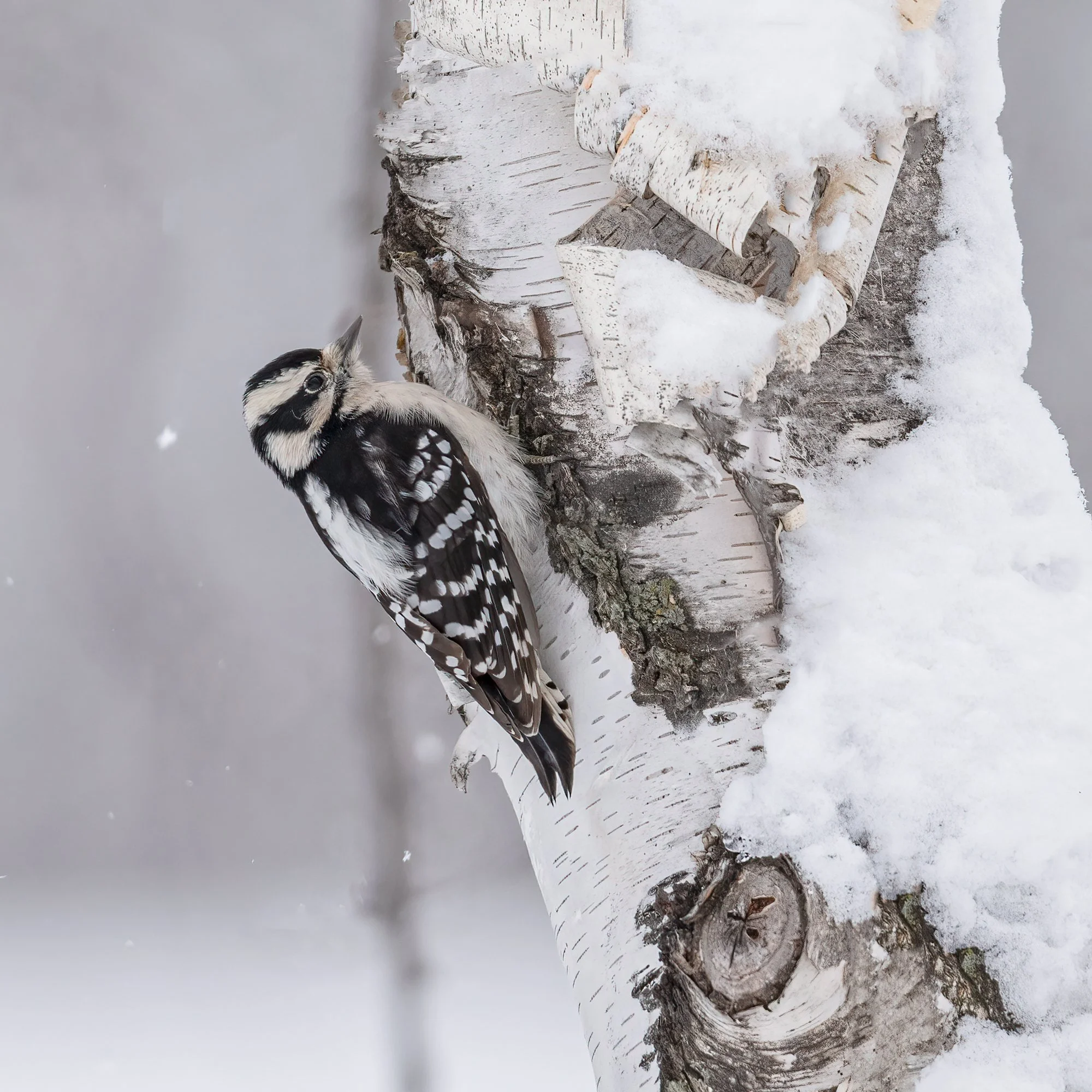Downy Woodpecker - Minnesota