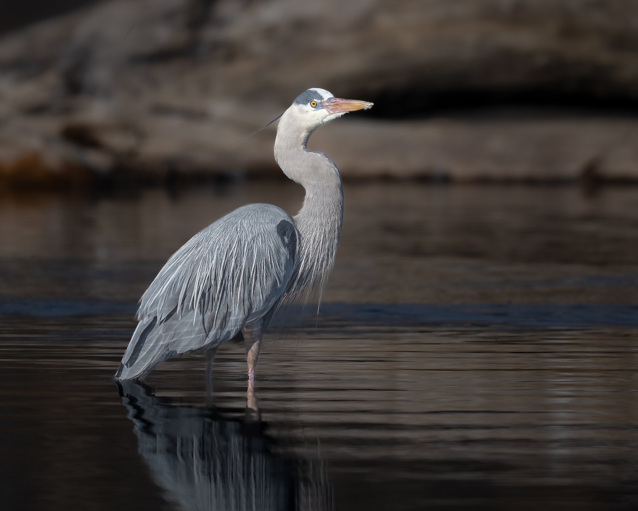 Great Blue Heron - Minnesota