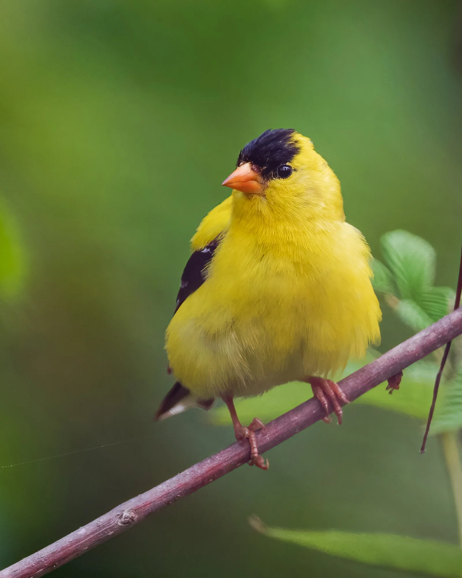 Goldfinch - Minnesota