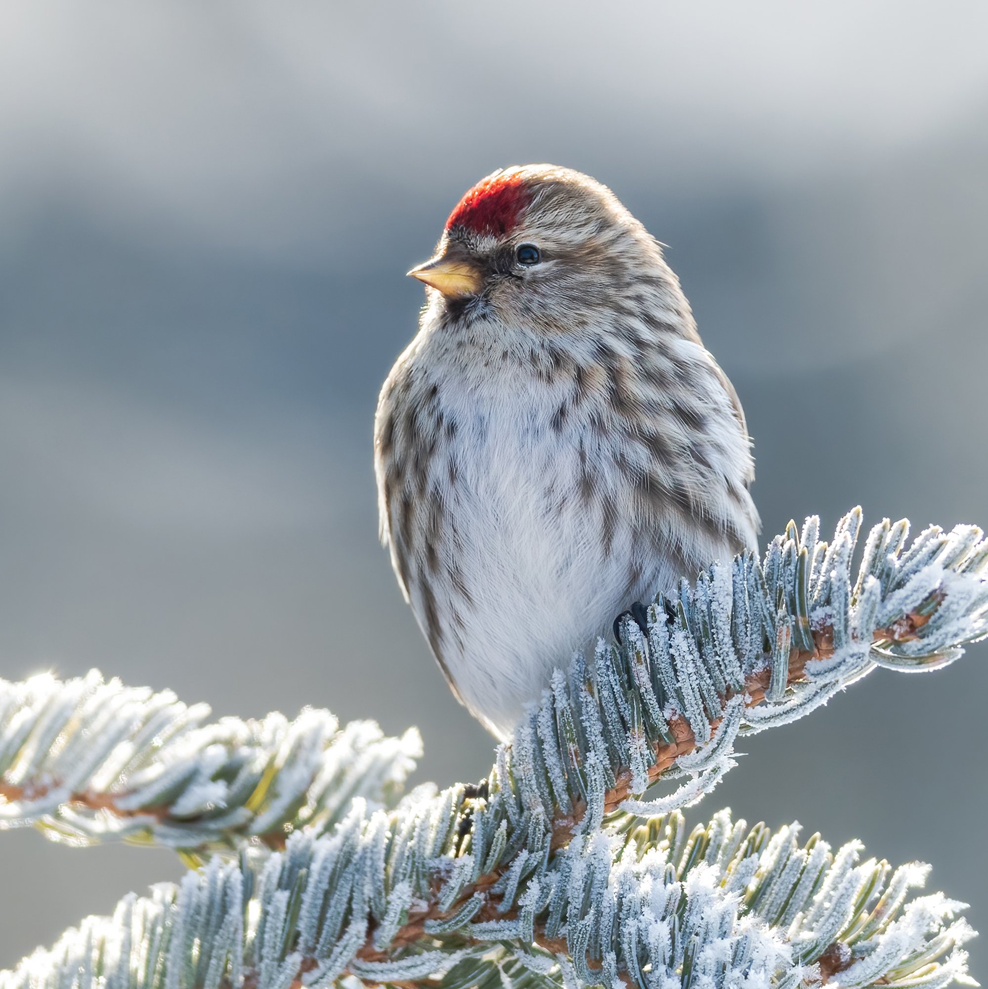 Redpoll - Minnesota