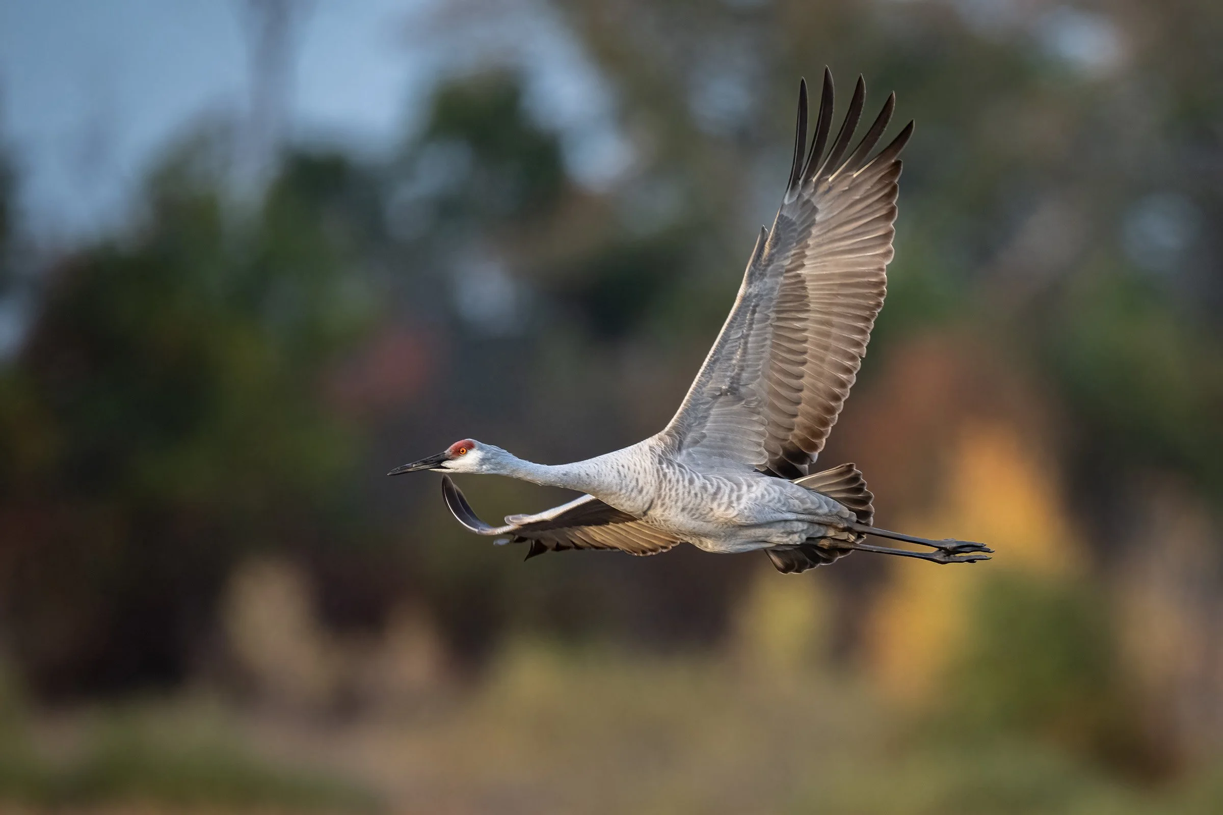 Sandhill Crane - Minnesota