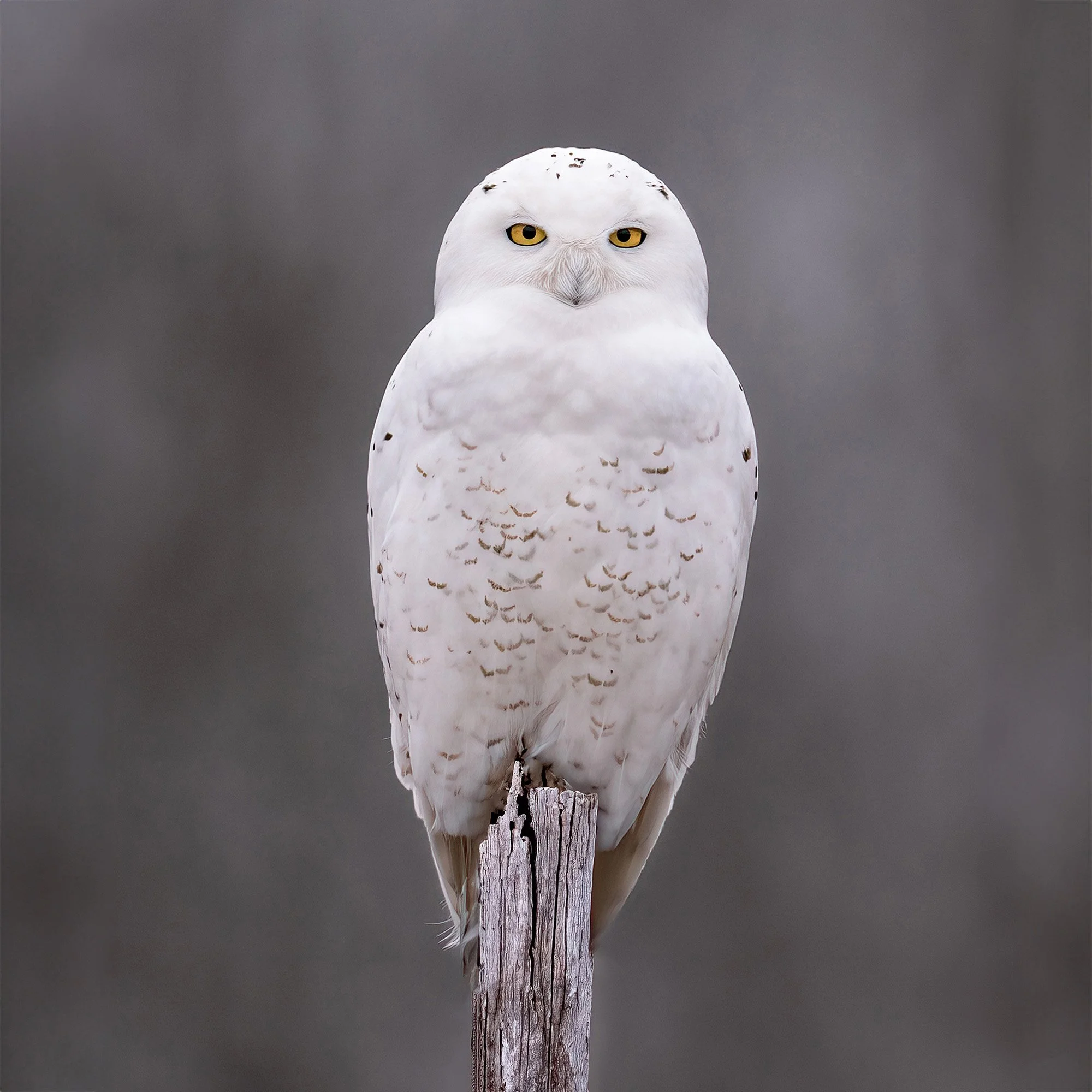 Snowy Owl - Minnesota
