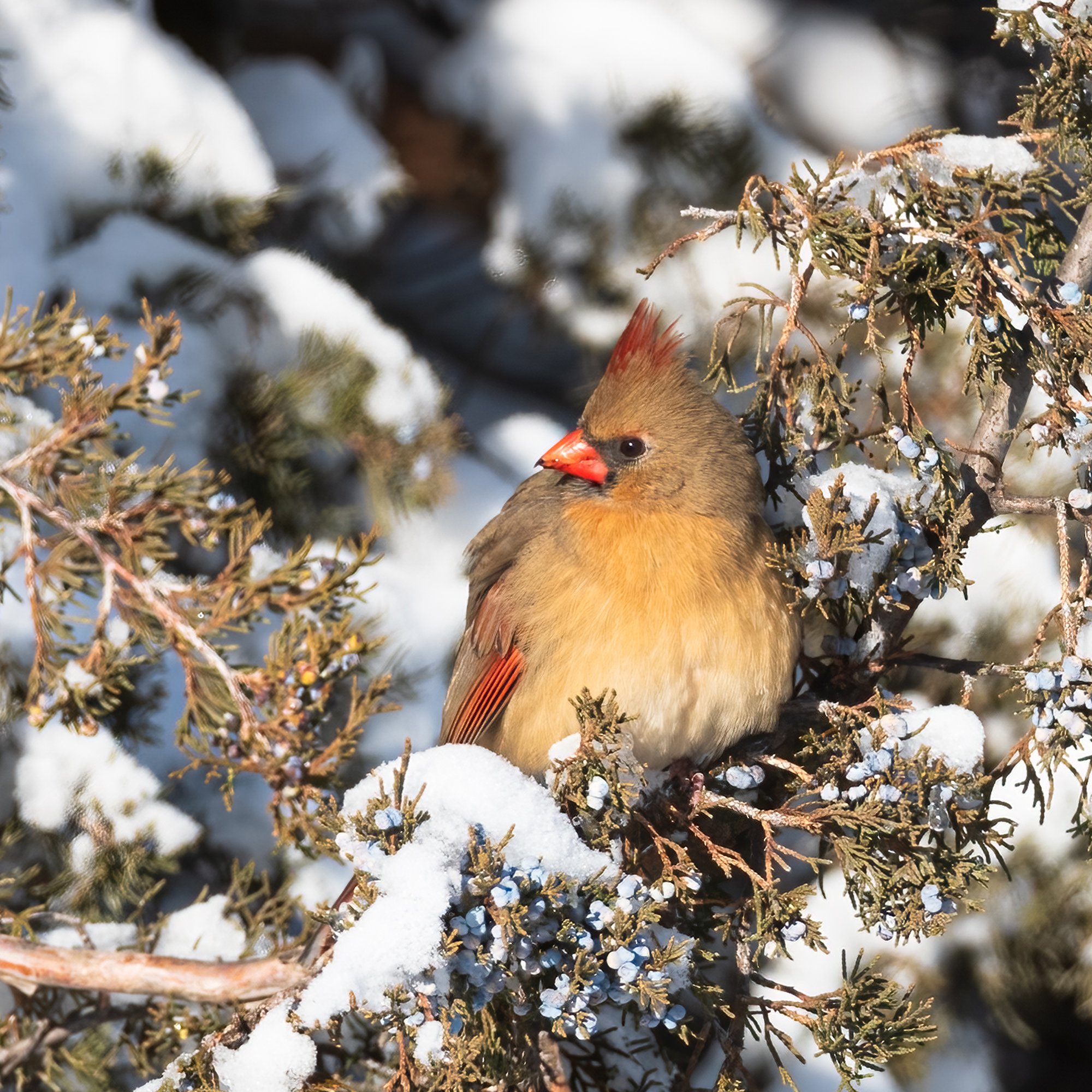 Northern Cardinal - Minnesota