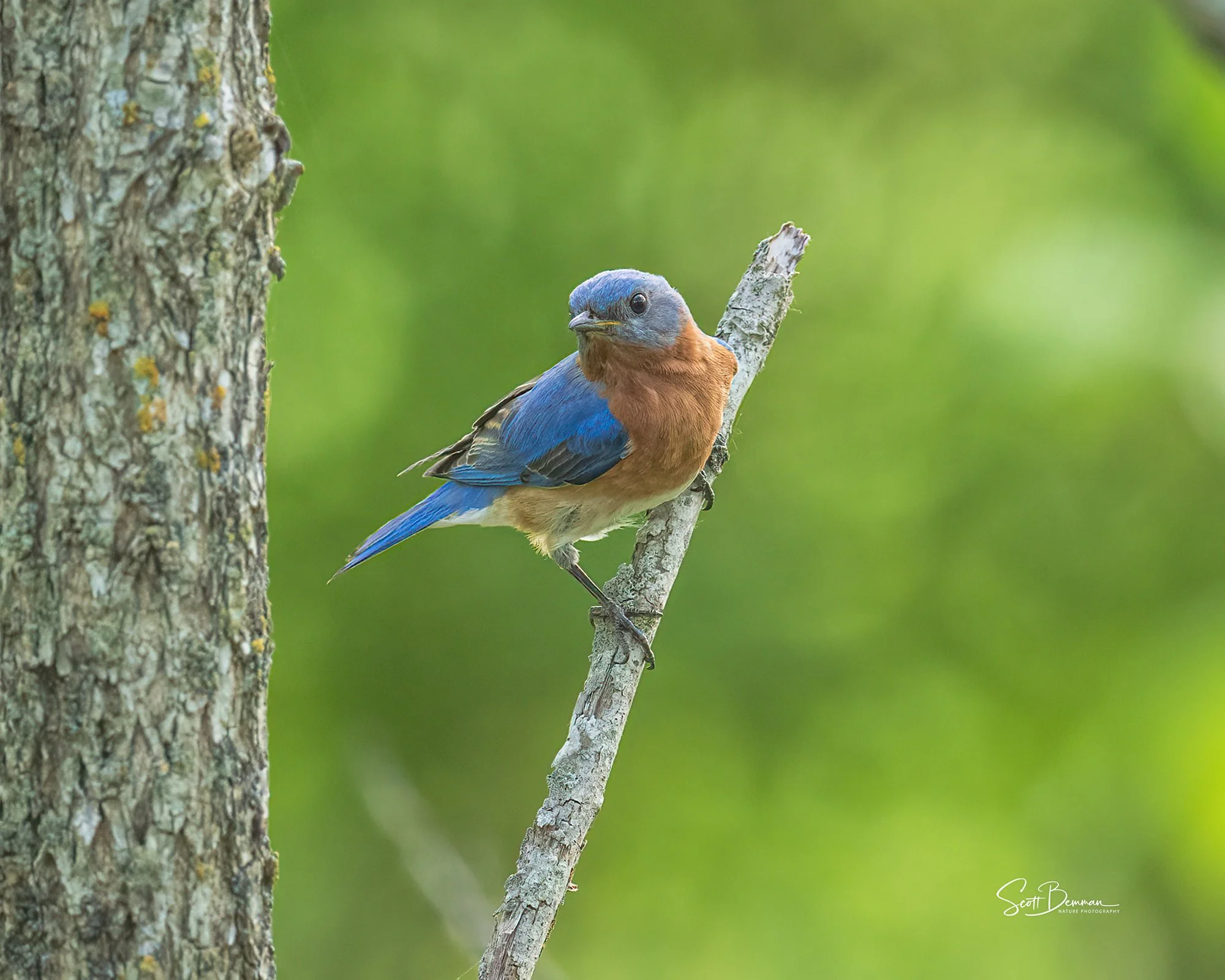 Eastern Bluebird - Minnesota