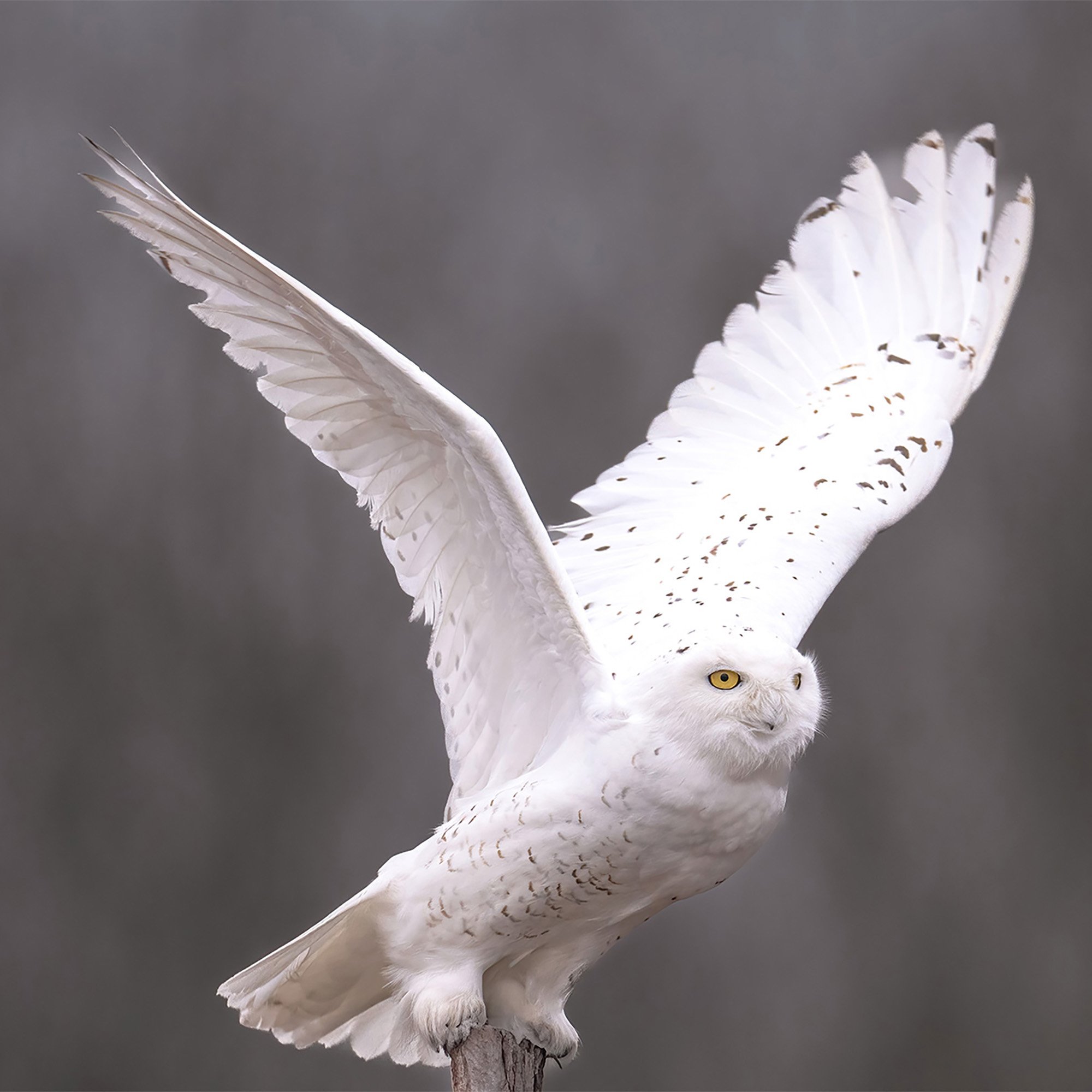 Snowy Owl - Minnesota