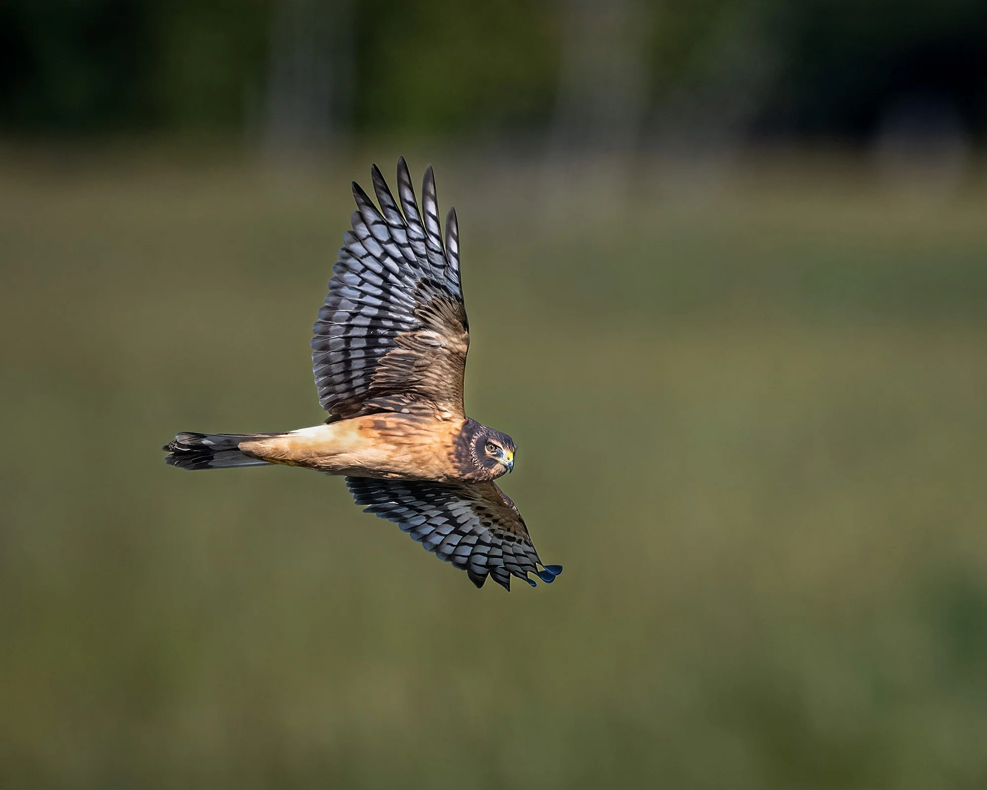 Northern Harrier Hawk Immature - Minnesota
