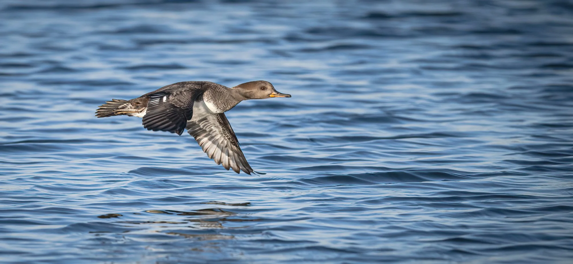 Hooded Merganser - Minnesota