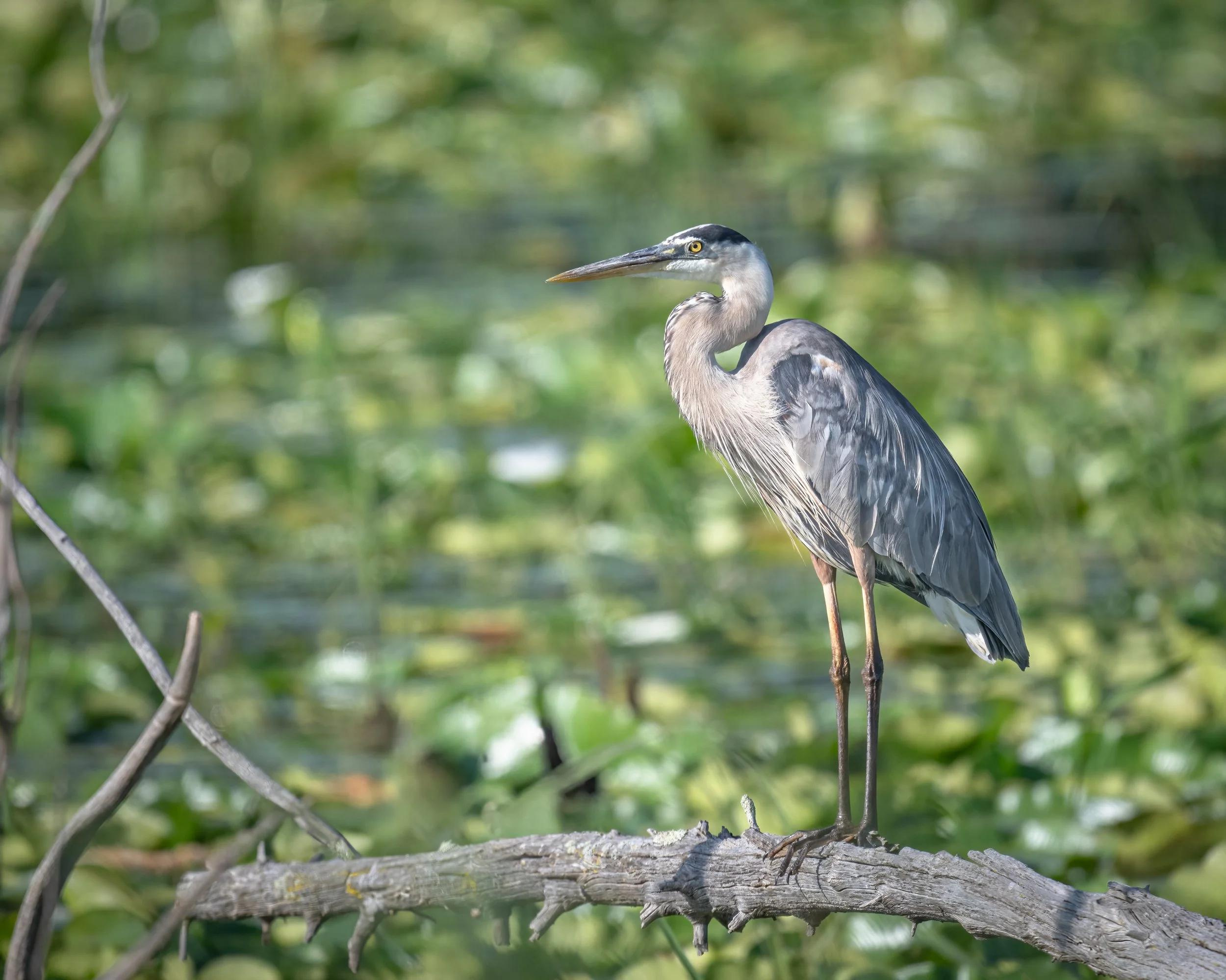 Great Blue Heron - Minnesota