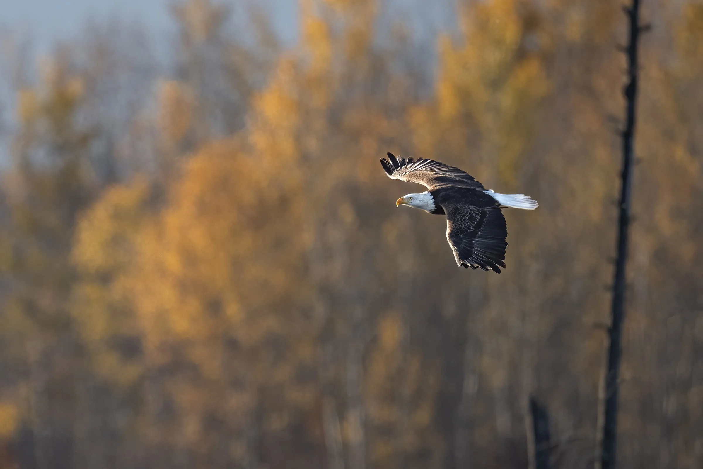 Bald Eagle - Minnesota