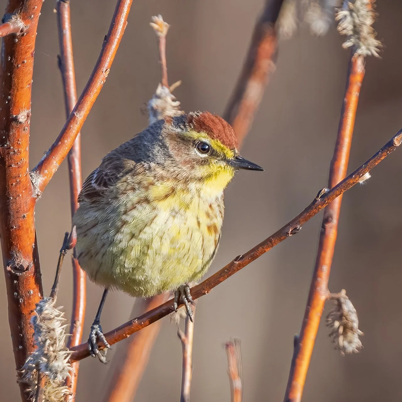 Palm Warbler - Minnesota