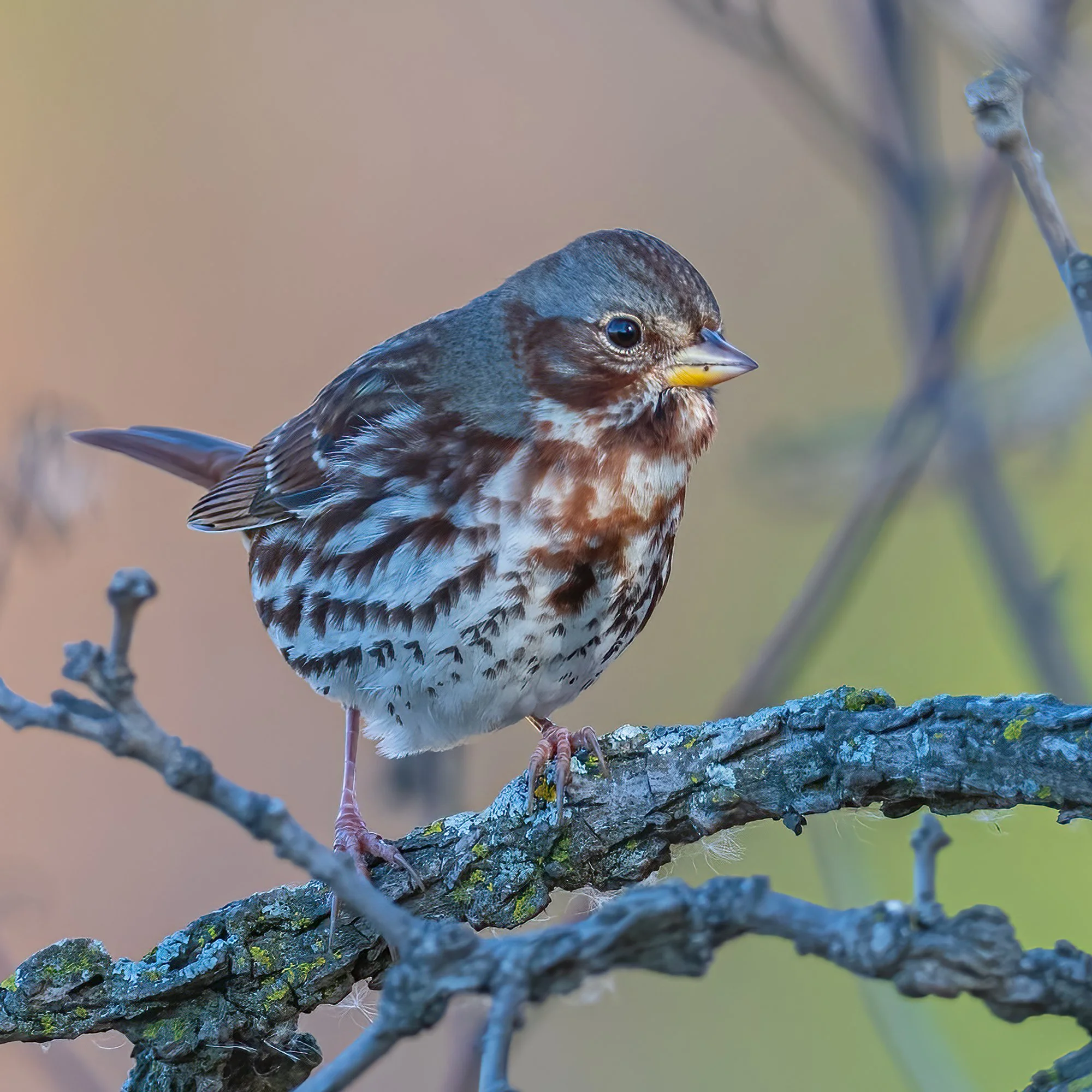 Fox Sparrow - Minnesota