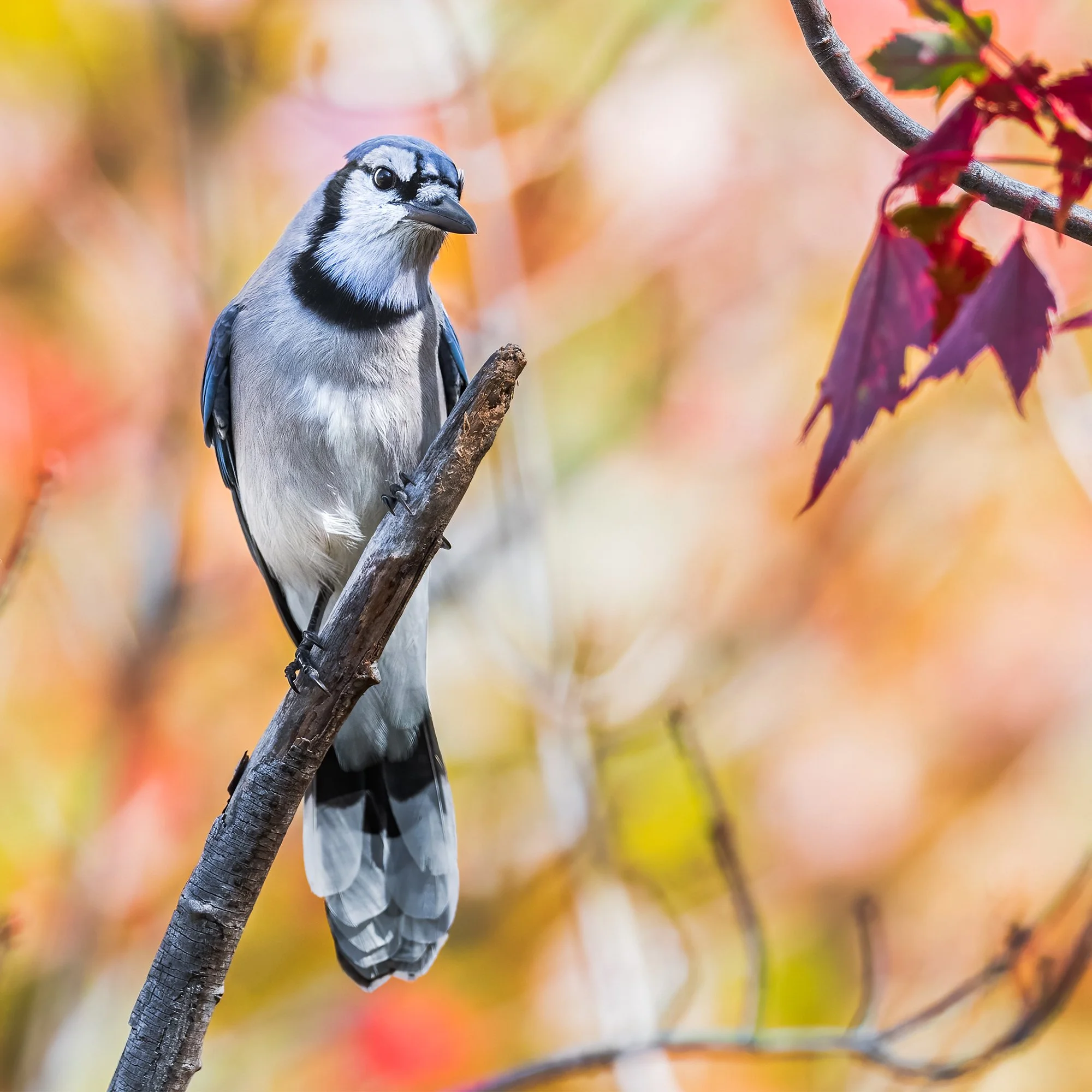 Blue Jay - Minnesota