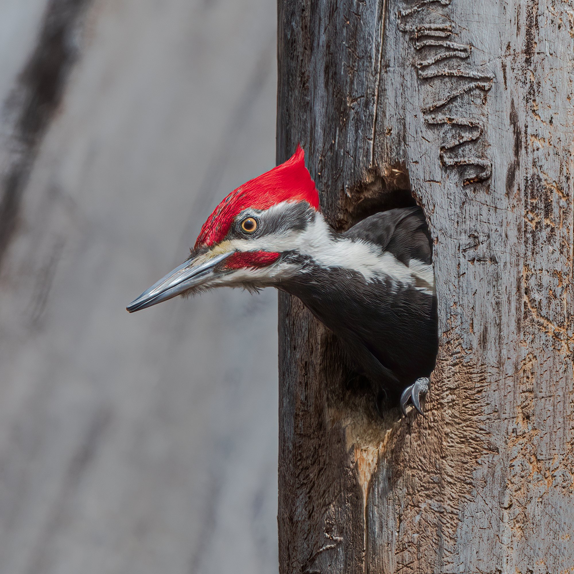 Pileated Woodpecker - Minnesota