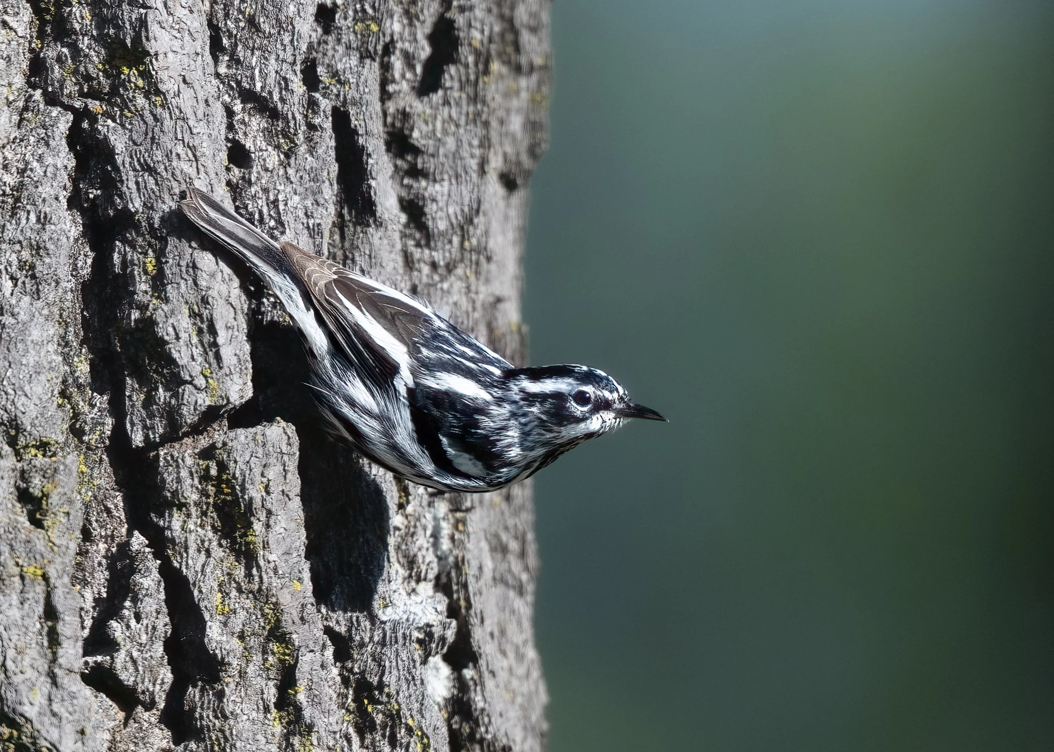 Black & White Warbler - Minnesota