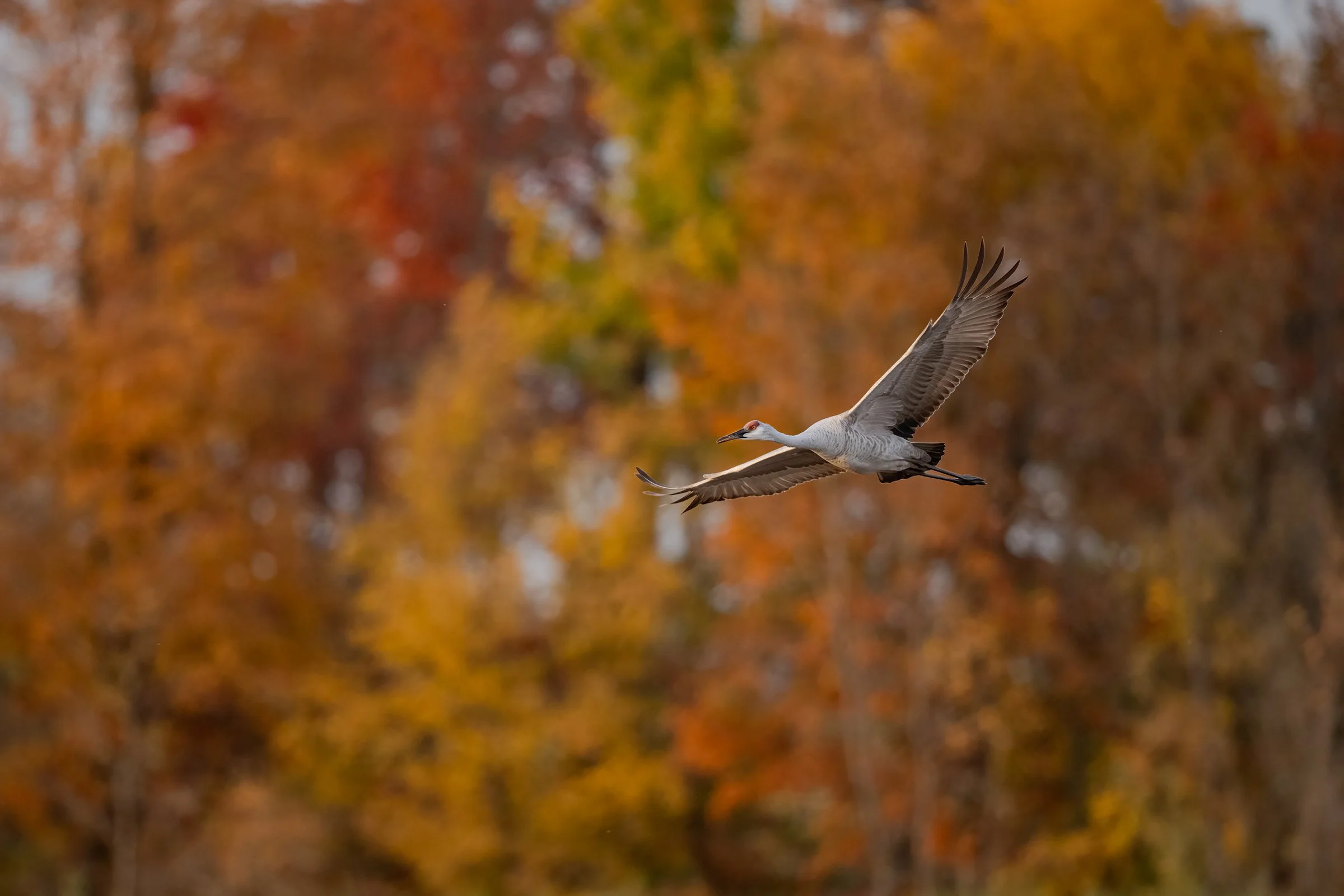 Sandhill Crane - Minnesota