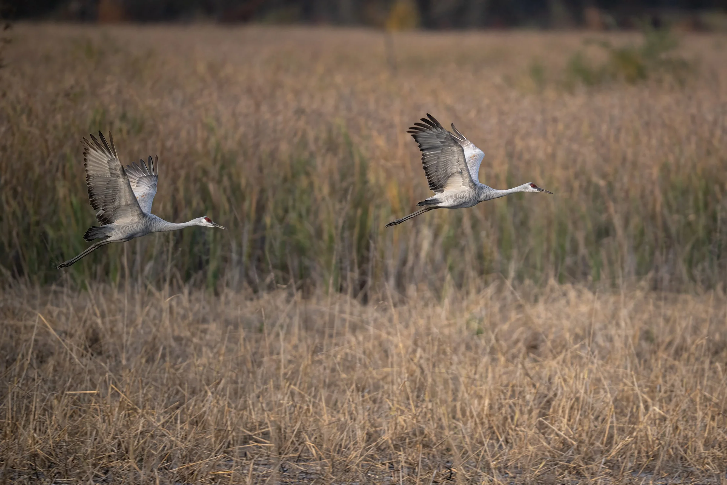Sandhill Crane - Minnesota