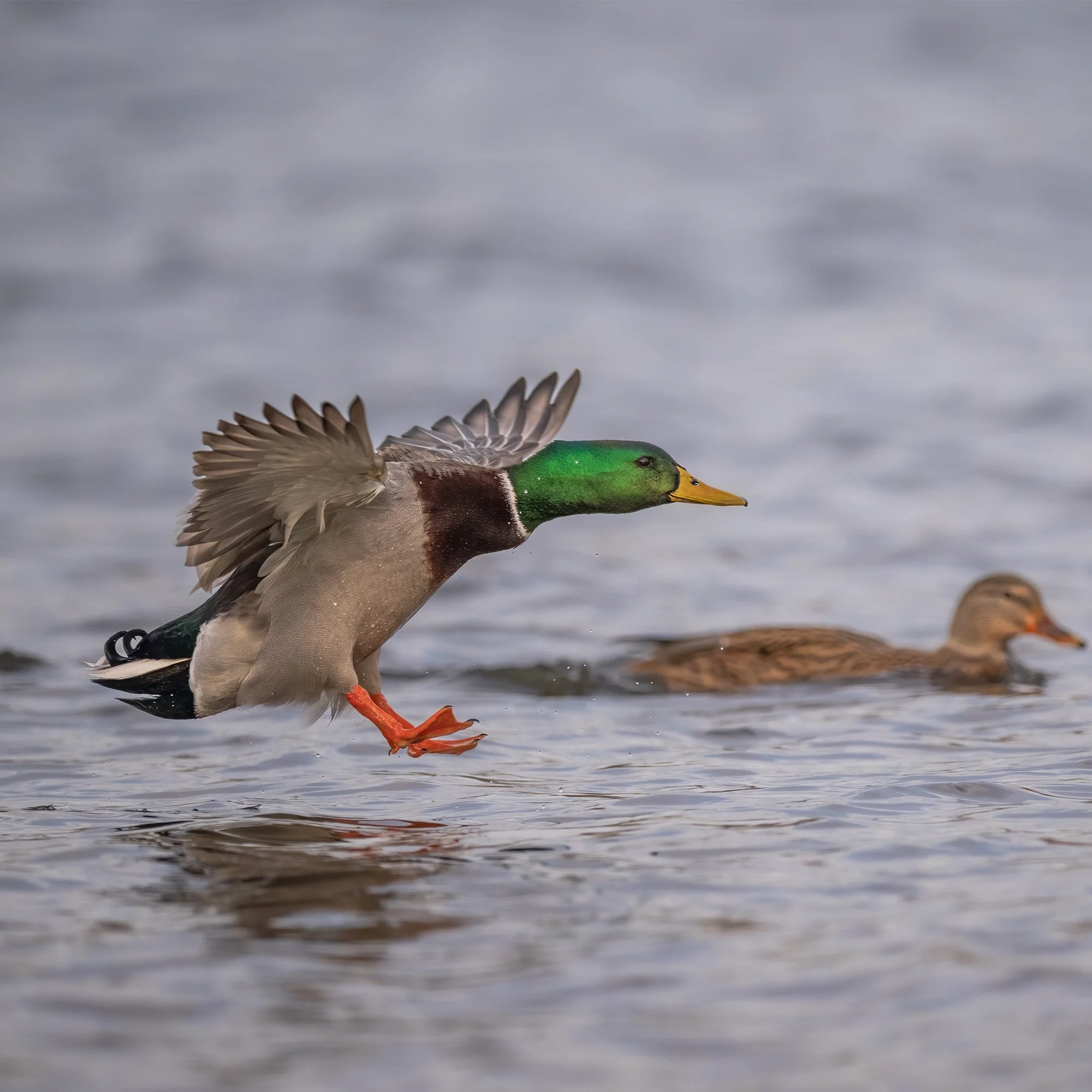 Mallard - Minnesota