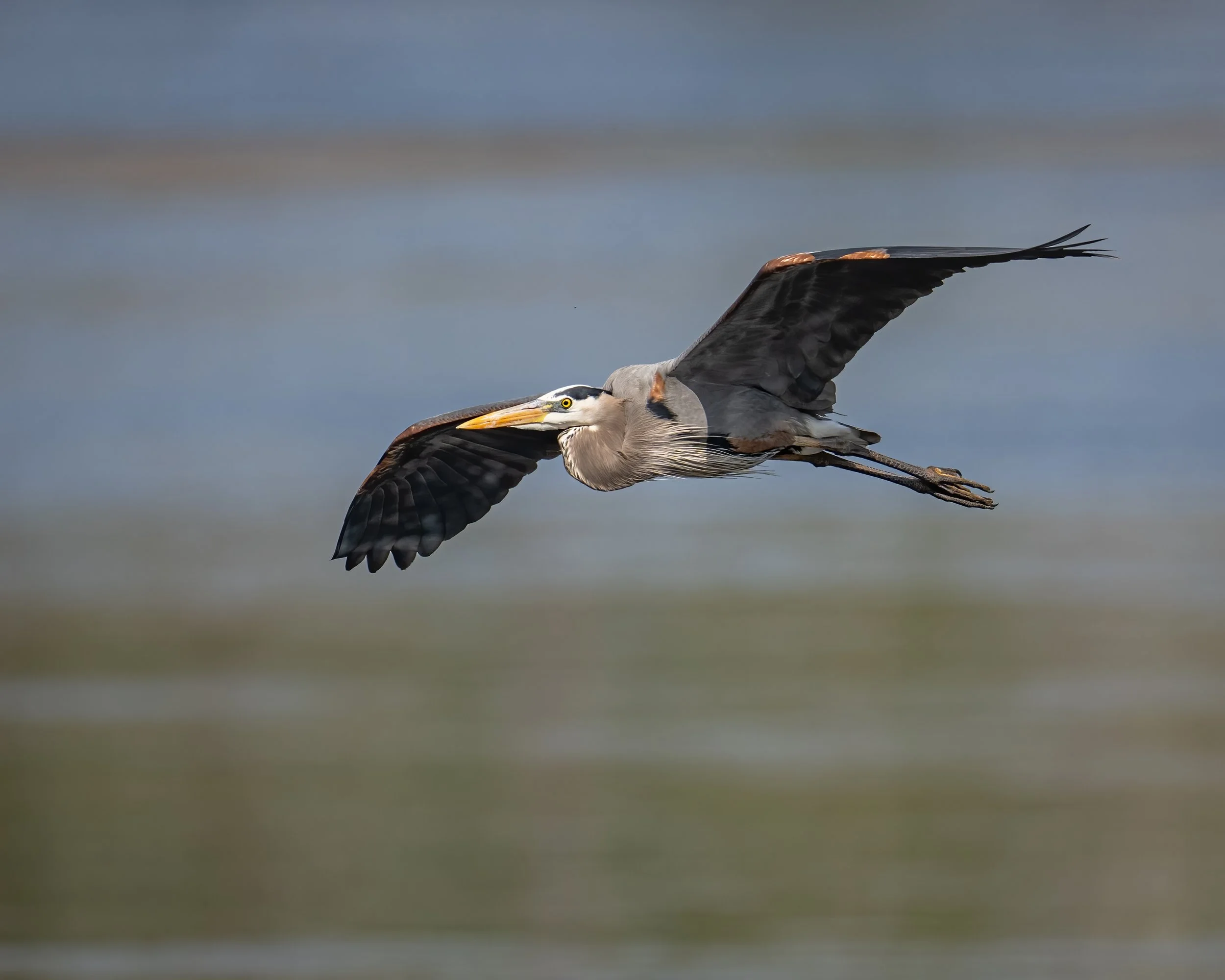 Great Blue Heron - Minnesota