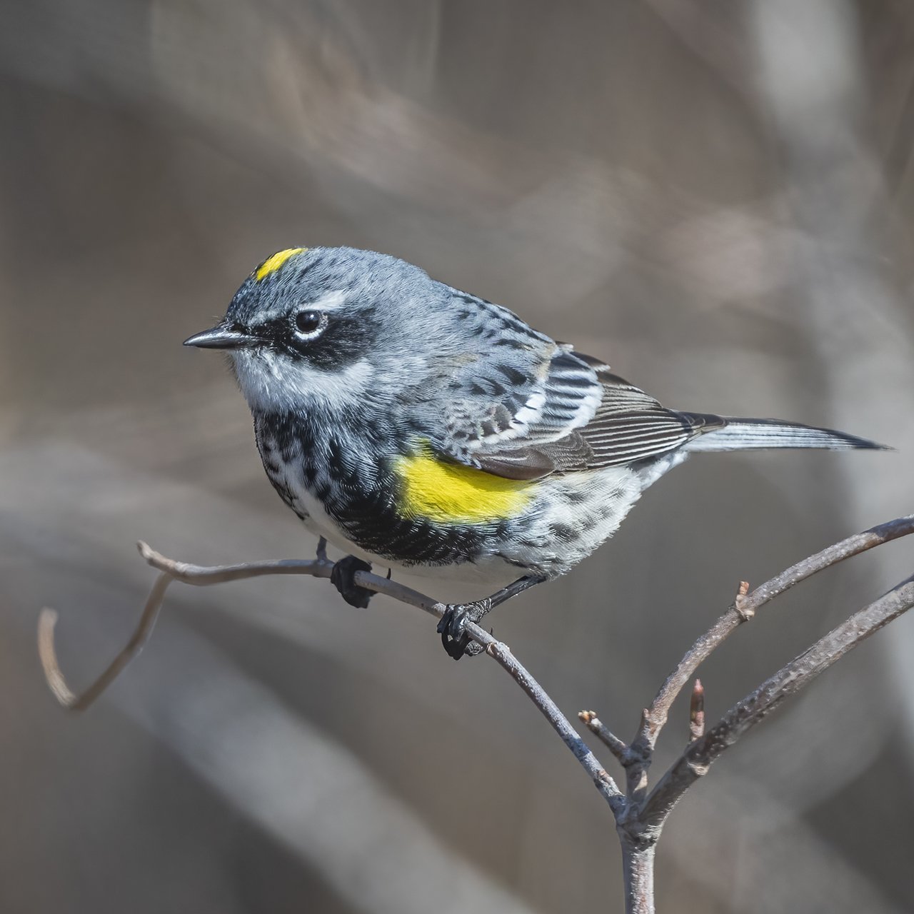 Yellow Rump Warbler - Minnesota