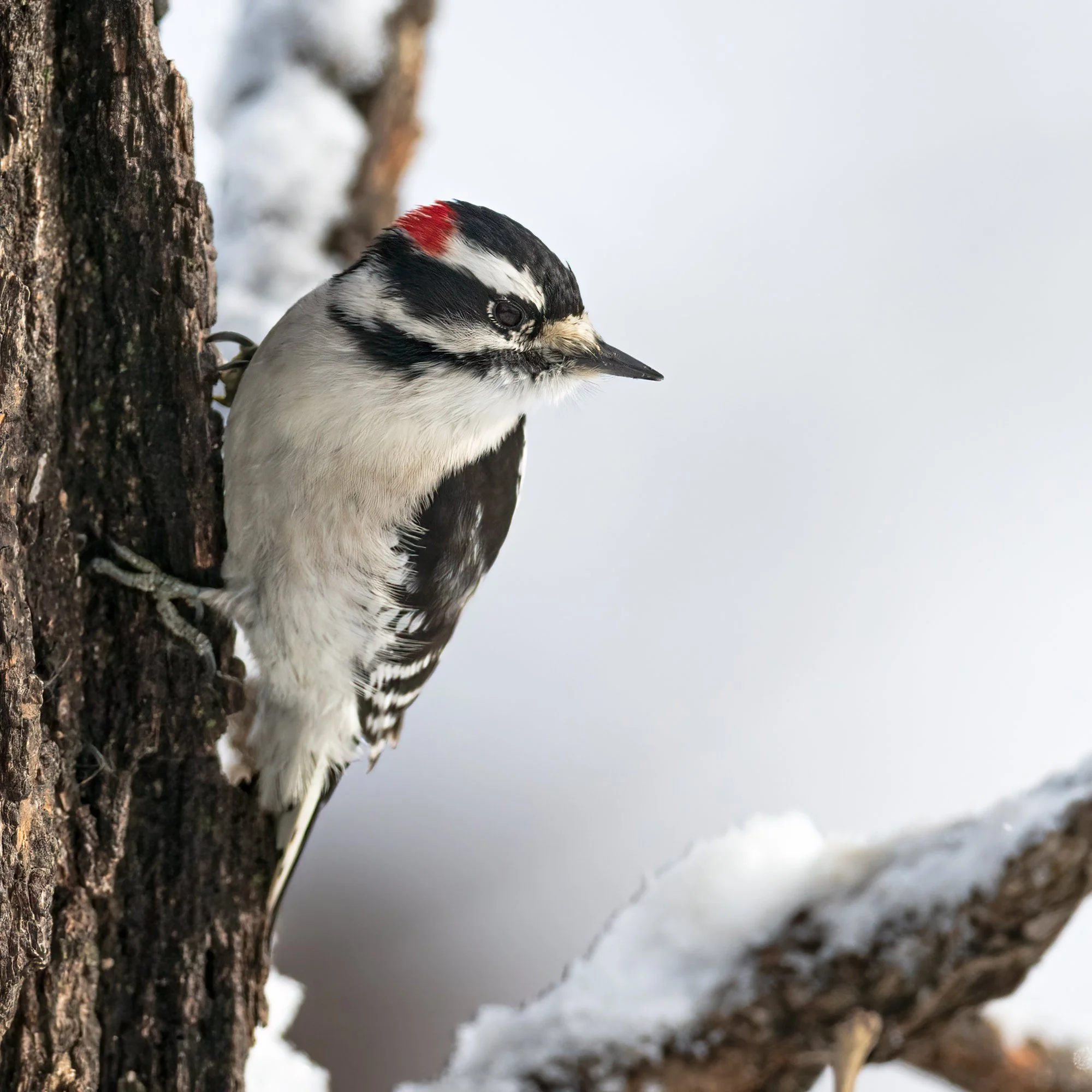 Downy Woodpecker - Minnesota