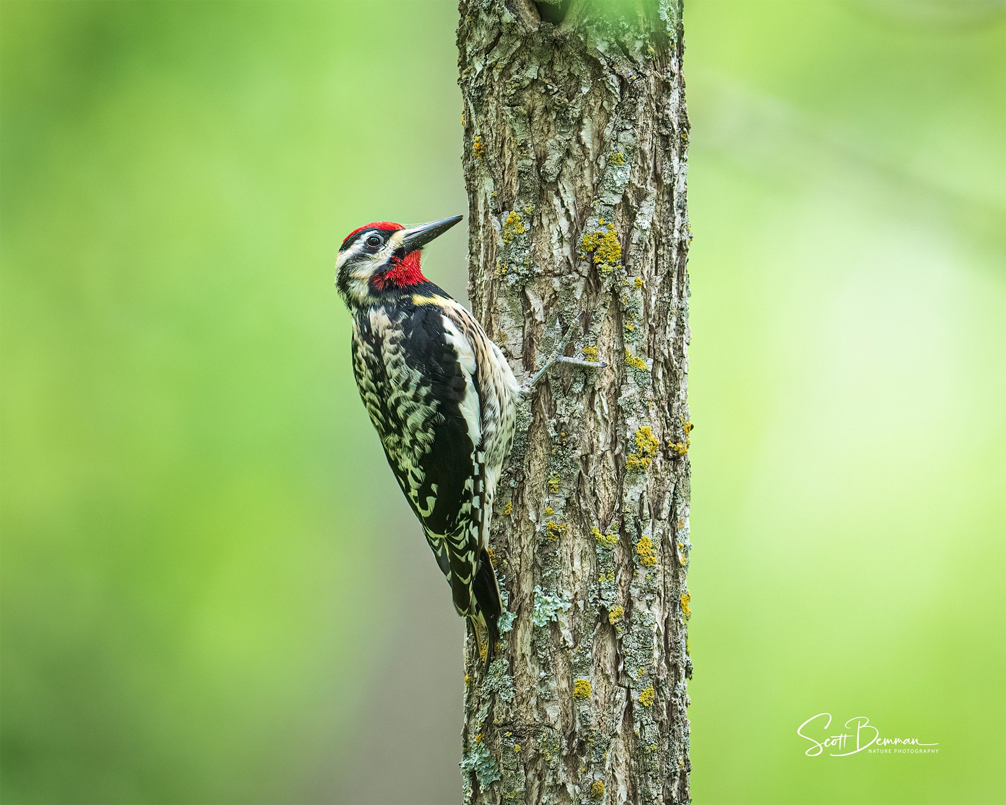 Yellow-bellied Sapsucker - Minnesota