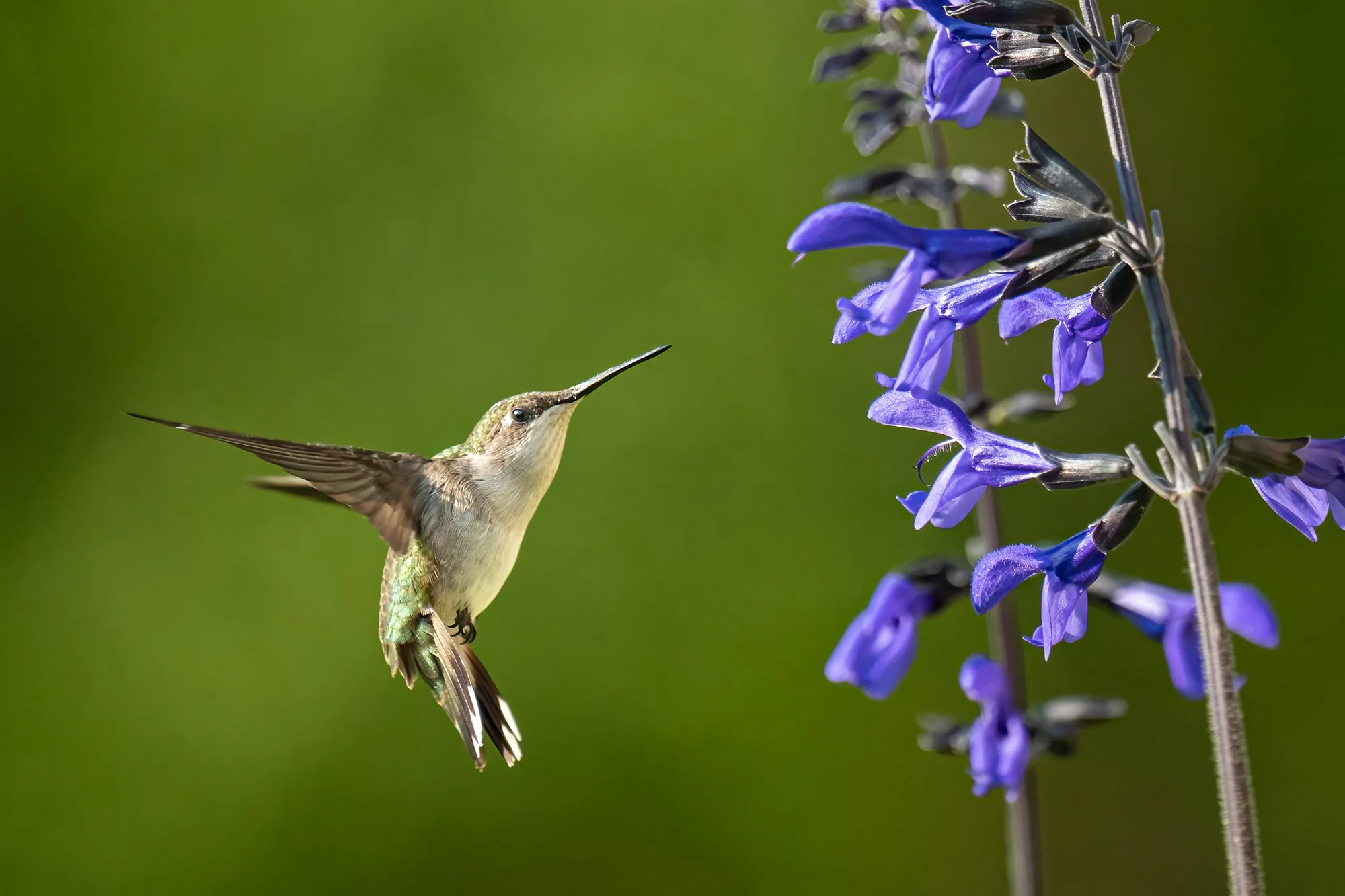 Ruby Throated Hummingbird - Minnesota