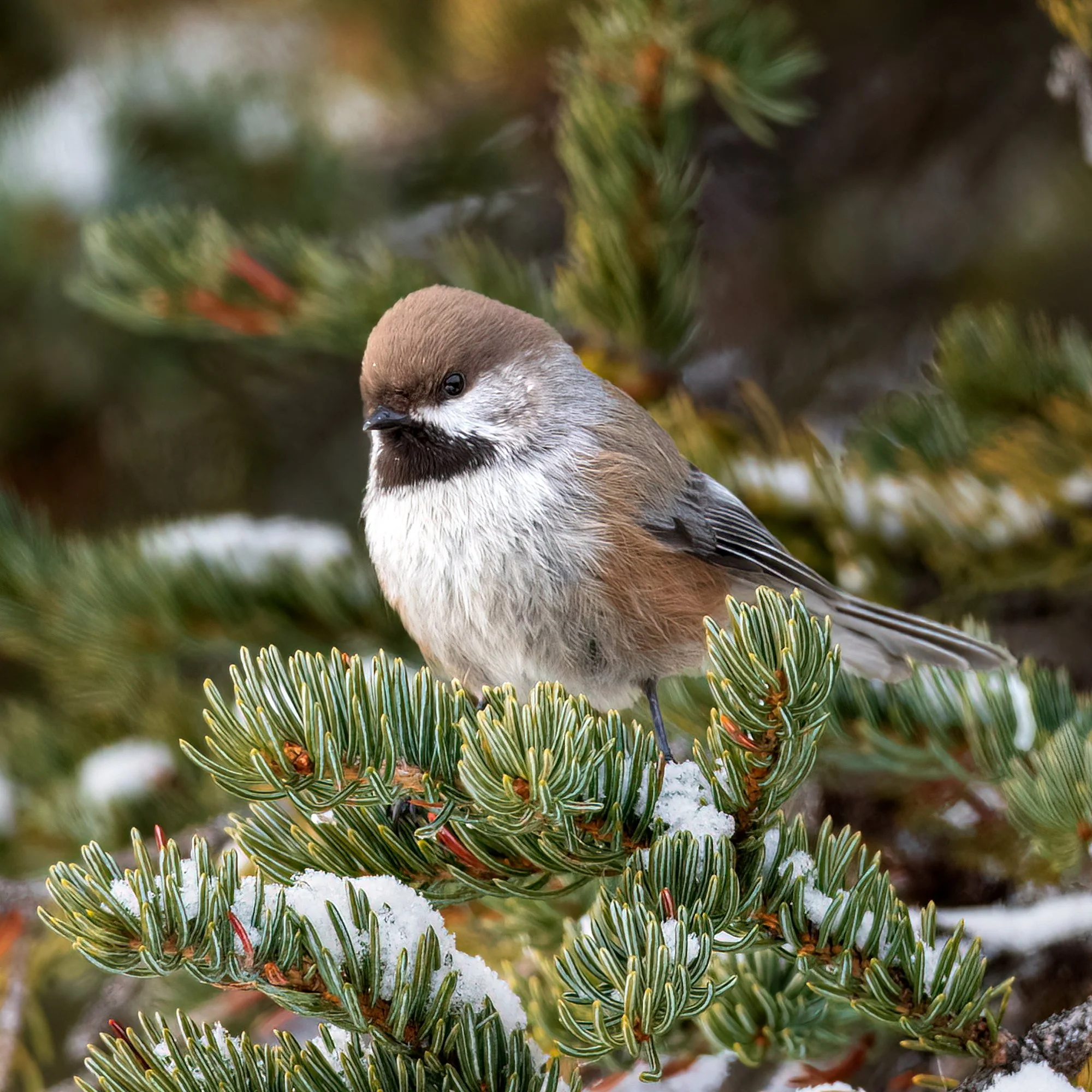 Boreal Chickadee - Minnesota 