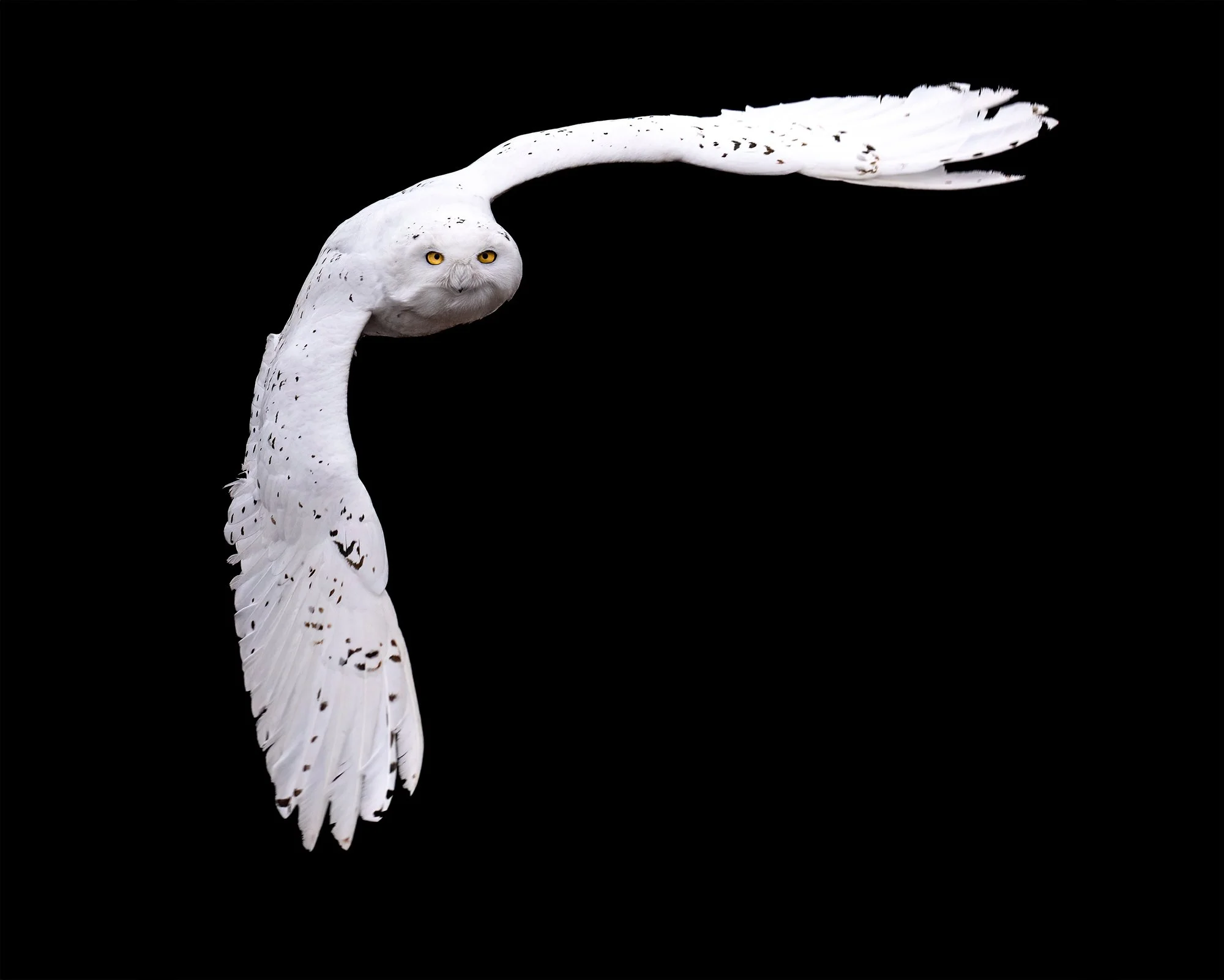 Snowy Owl - Minnesota