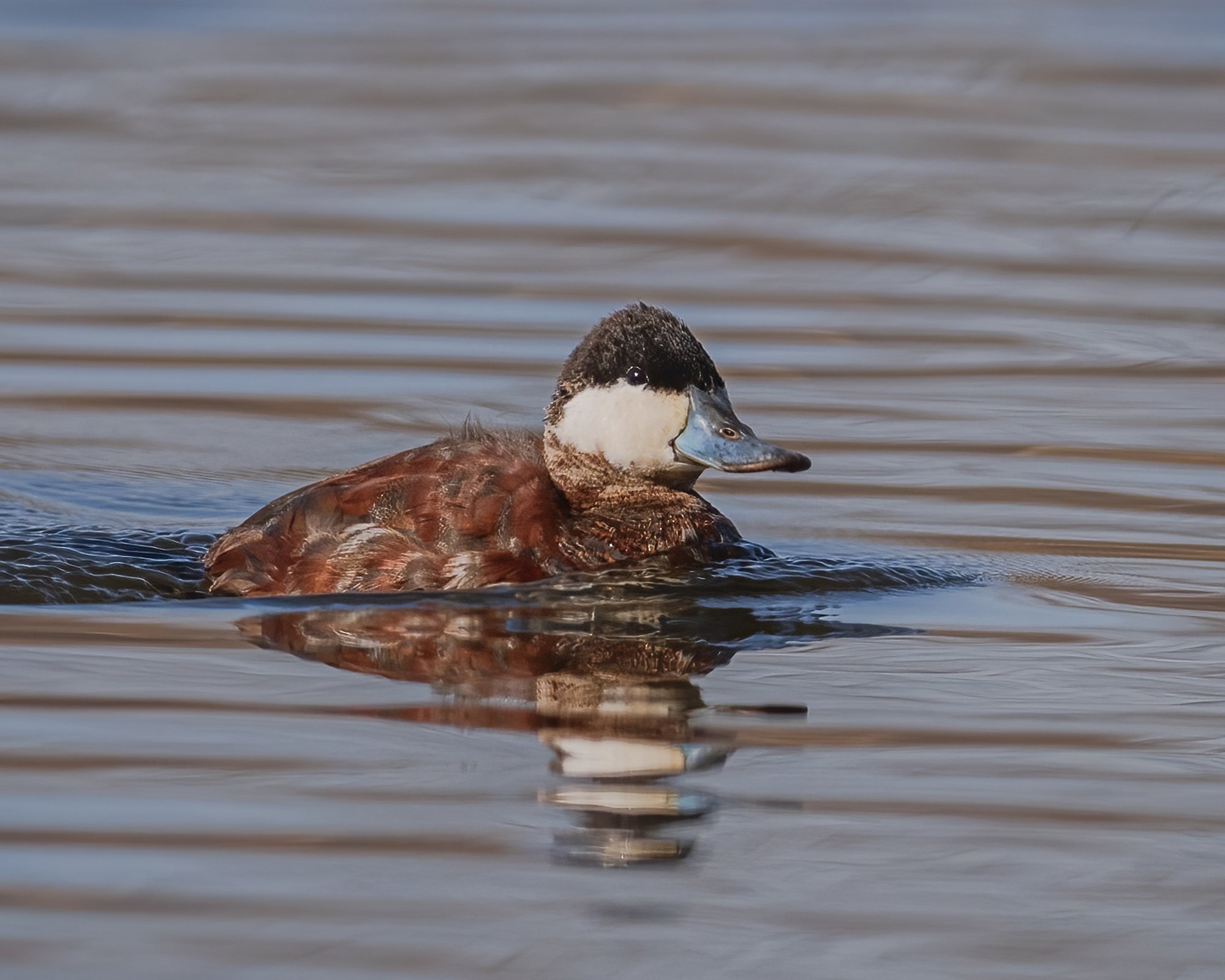 Ruddy Duck - Minnesota