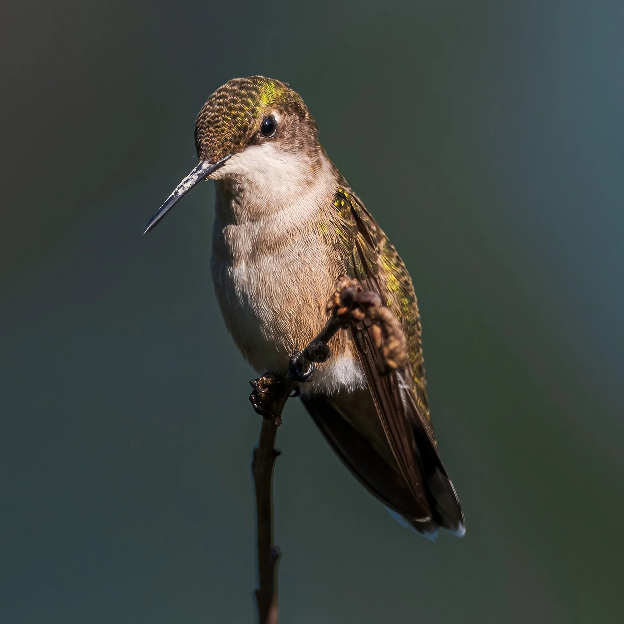Ruby Throated Hummingbird - Minnesota