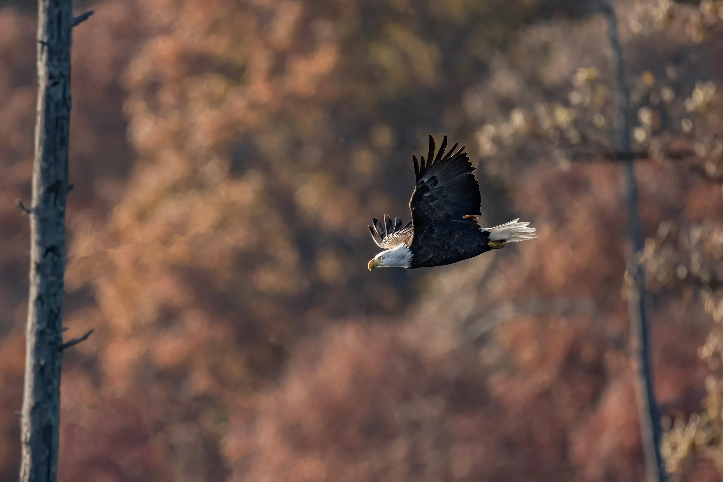 Bald Eagle - Minnesota