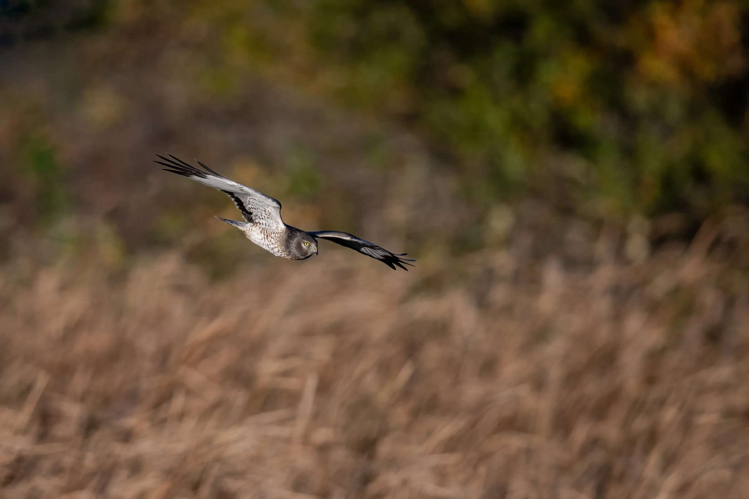 Northern Harrier Male, aka The Gray Ghost - Minnesota